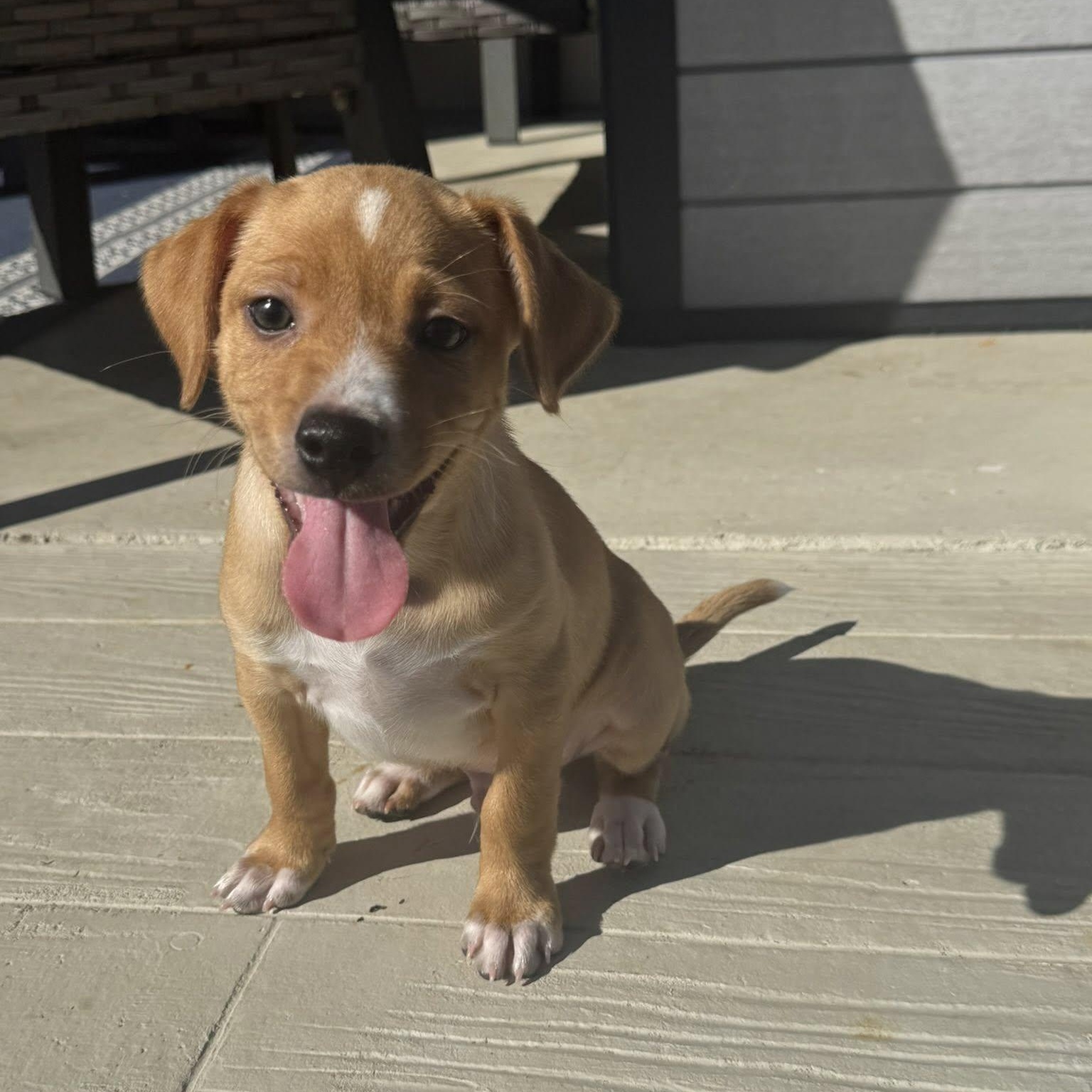 Enlarge Saja, an adopted mixed breed in Williston, VT image 3/5