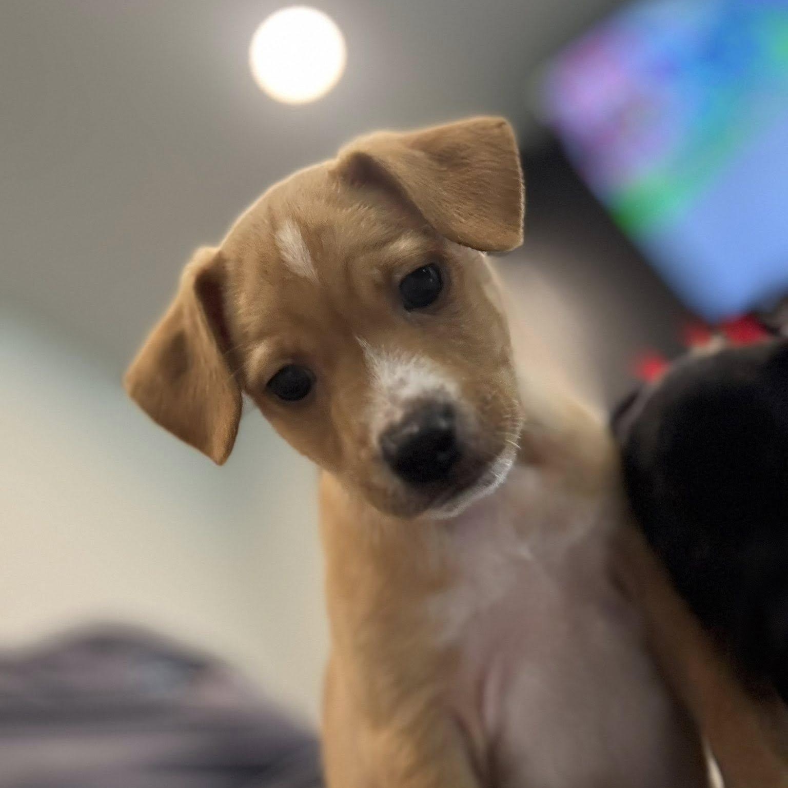 Enlarge Saja, an adopted mixed breed in Williston, VT image 5/5