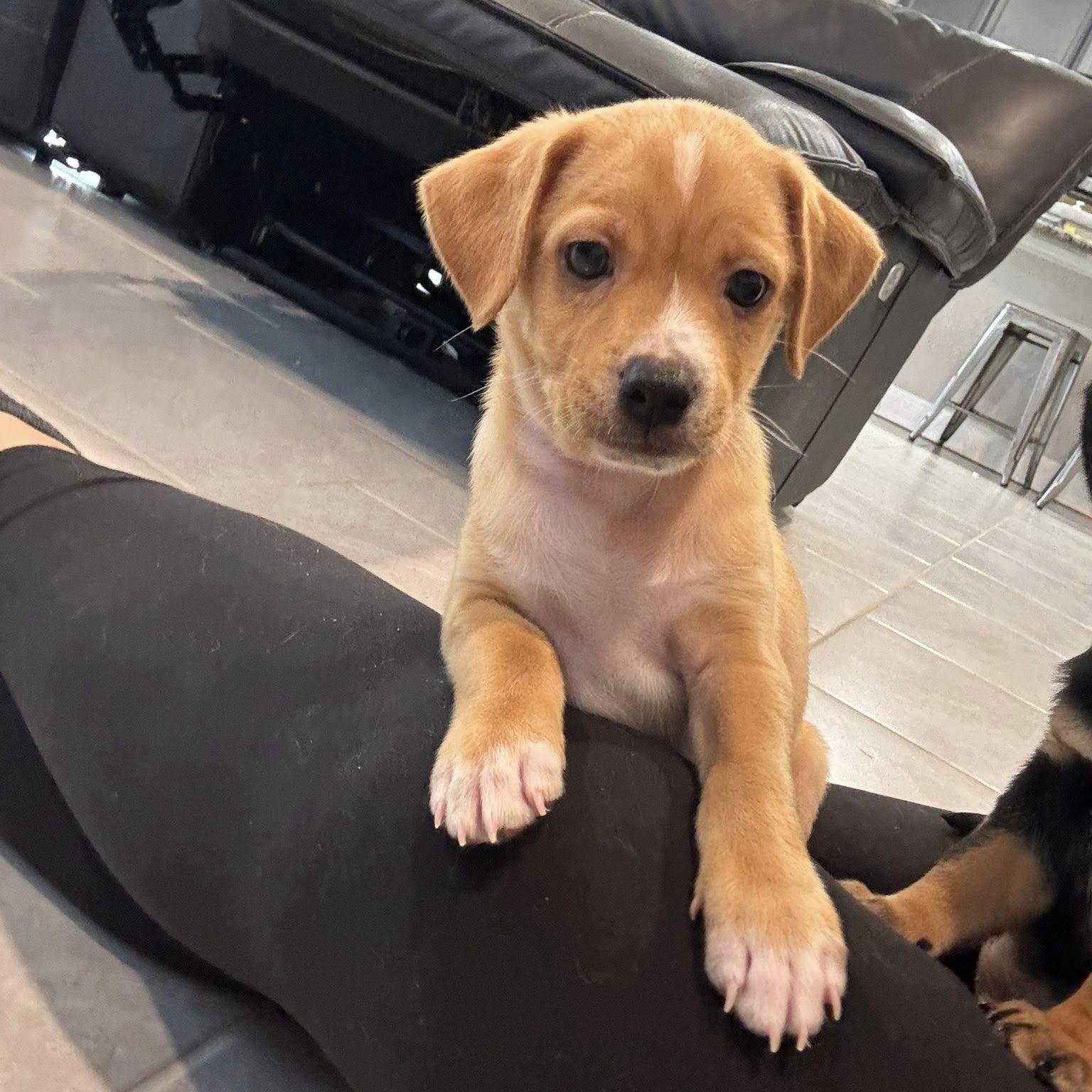 Saja, adopted, Puppy Male Pug.