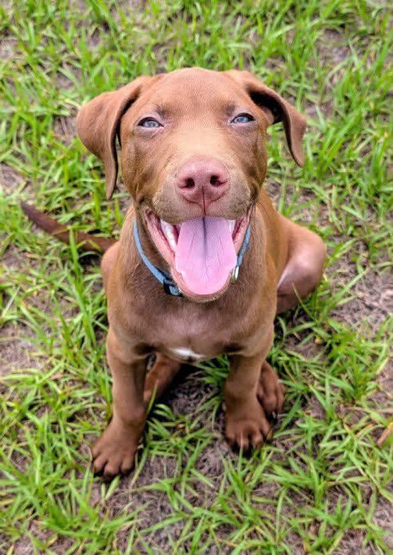 Beckus, Adoptable, Puppy Male Labrador Retriever.