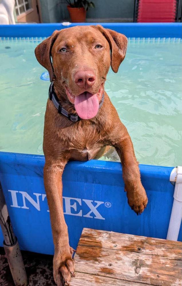 Enlarge Beckus, a Adoptable mixed breed in Tampa, FL image 2/6
