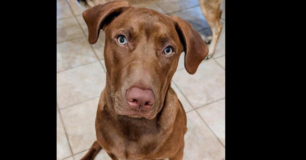 Enlarge Beckus, a Adoptable mixed breed in Tampa, FL image 3/6