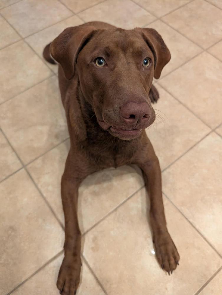 Enlarge Beckus, a Adoptable mixed breed in Tampa, FL image 4/6