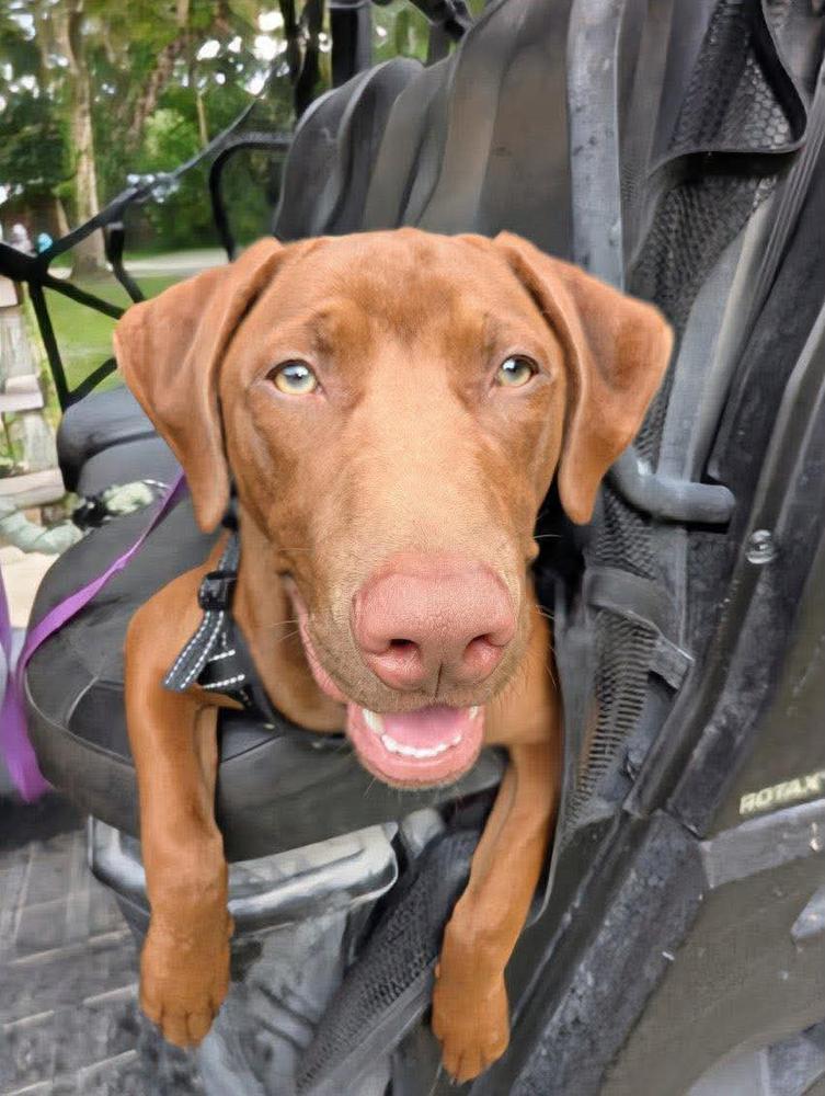 Enlarge Beckus, a Adoptable mixed breed in Tampa, FL image 5/6