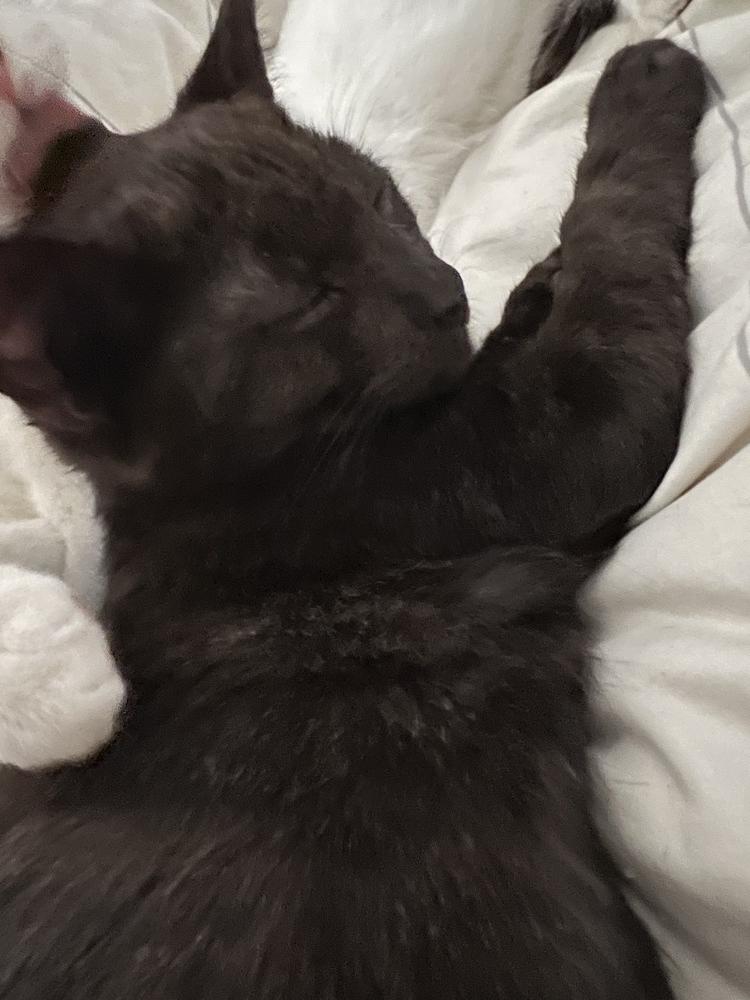 Clove, Adopted, Kitten Male Domestic Short Hair.