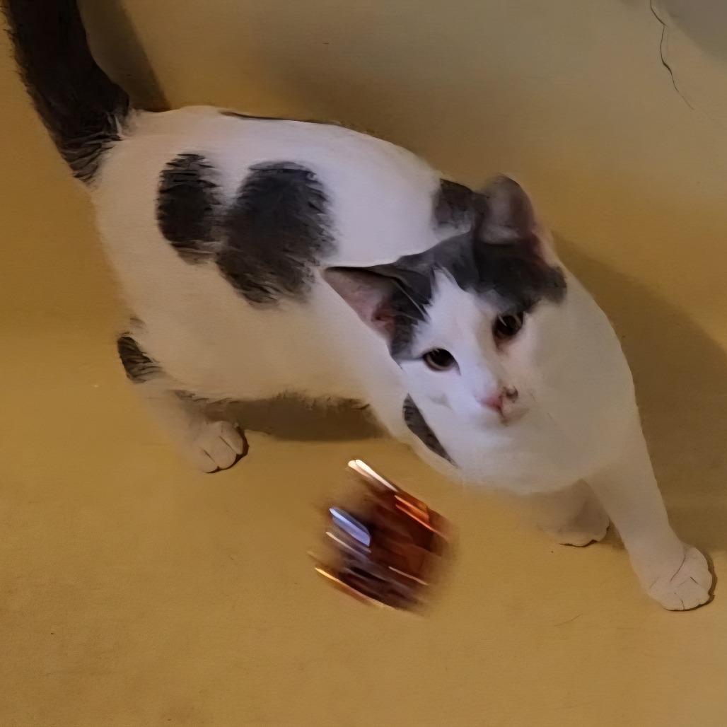 Jodi, Adoptable, Young Female Domestic Short Hair.