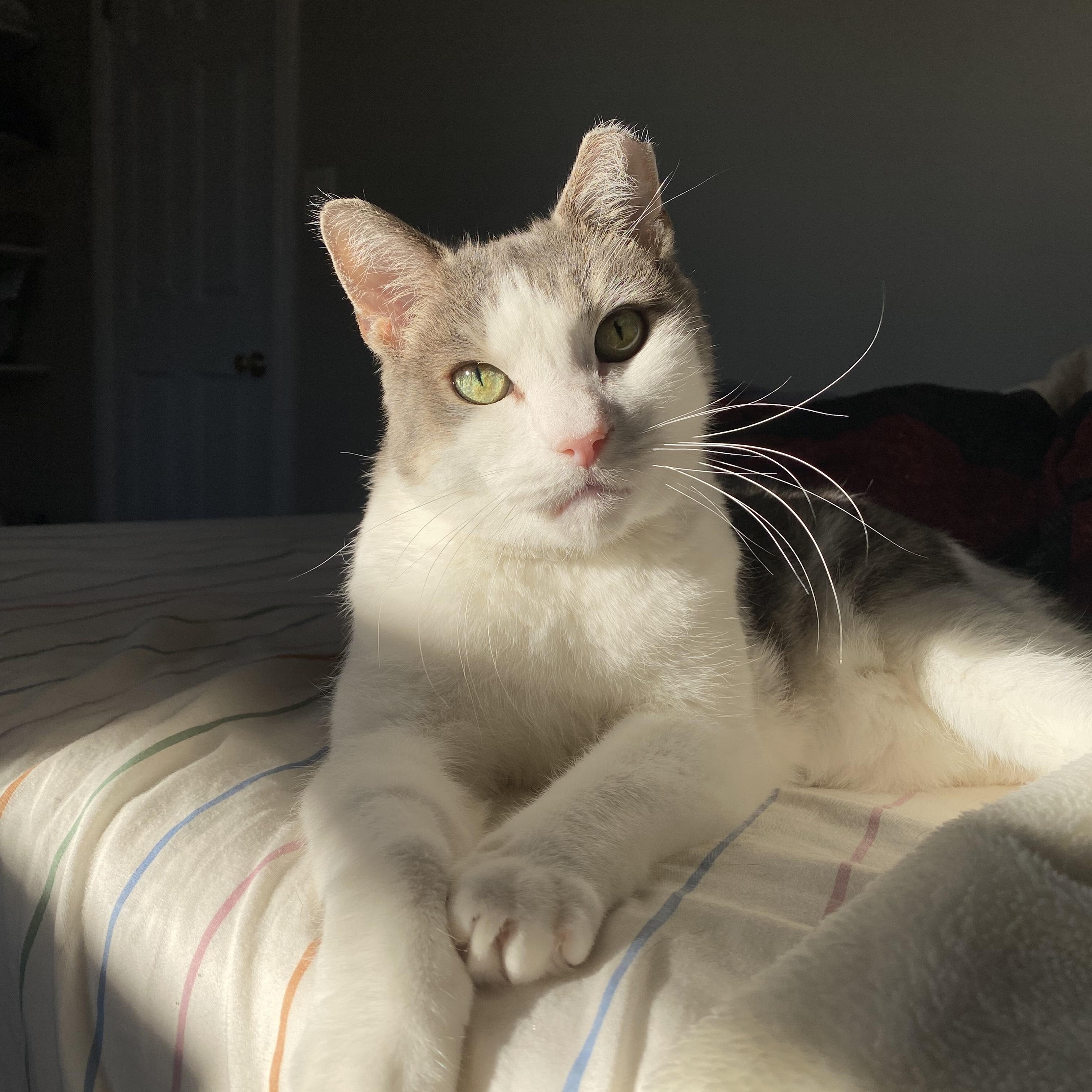 Percy, a Adoptable Domestic Short Hair in Philadelphia, PA image 3/5