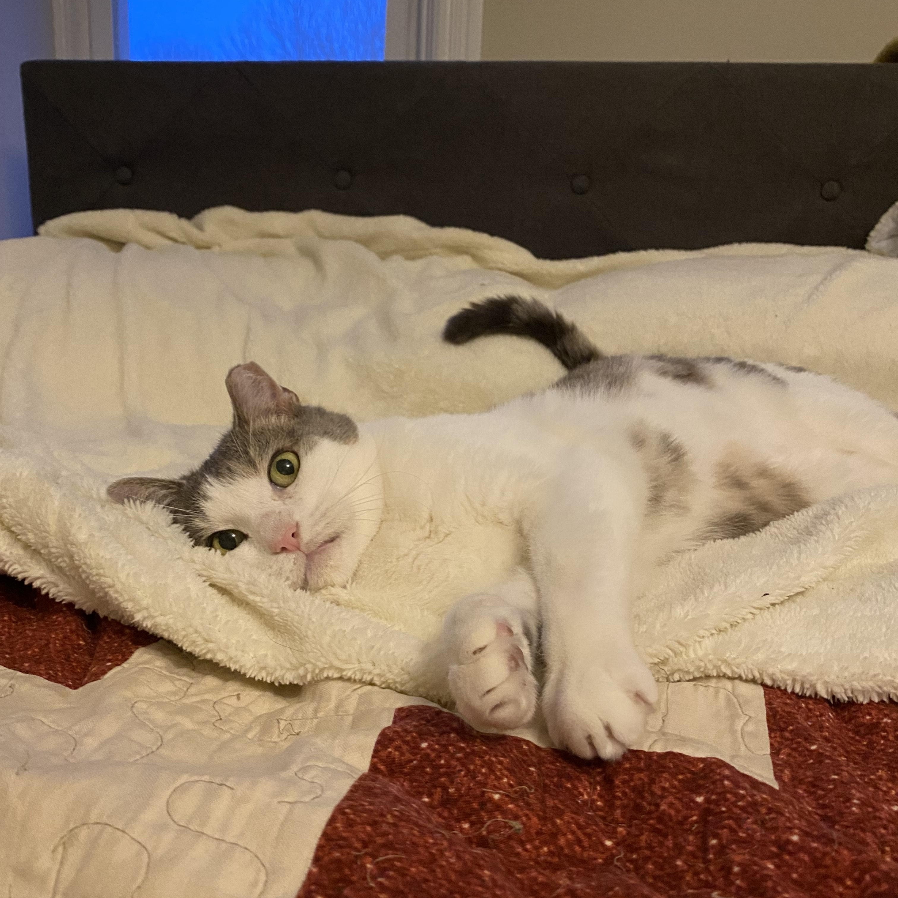 Percy, a Adoptable Domestic Short Hair in Philadelphia, PA image 4/5