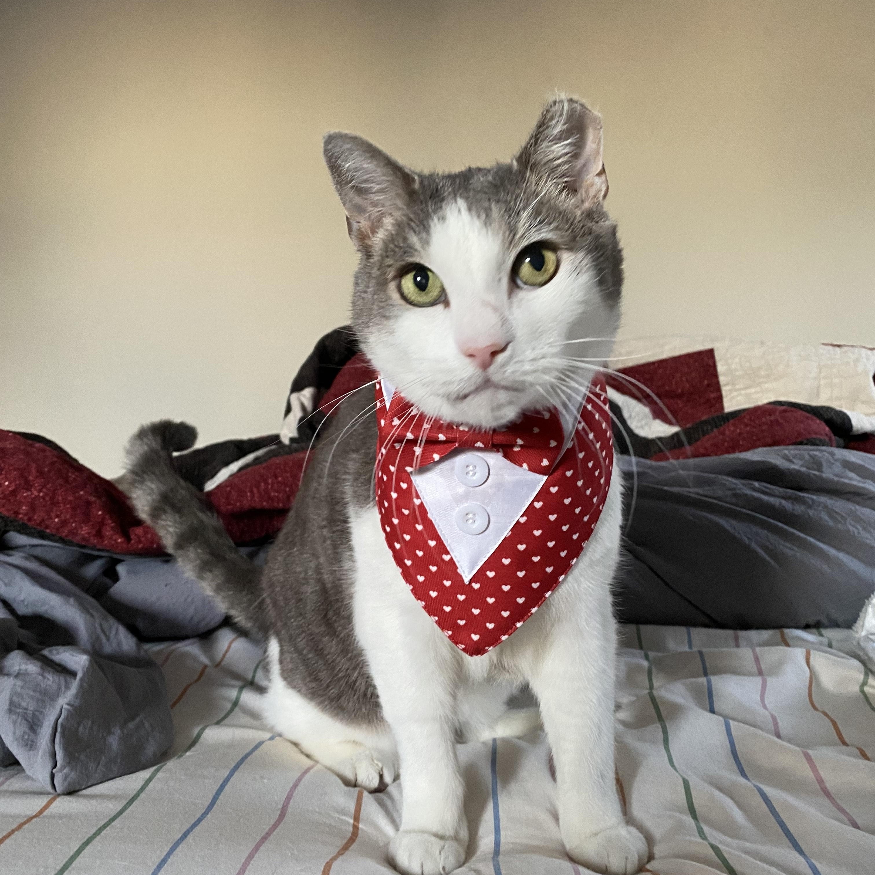 Percy, Adoptable, Adult Male Domestic Short Hair.