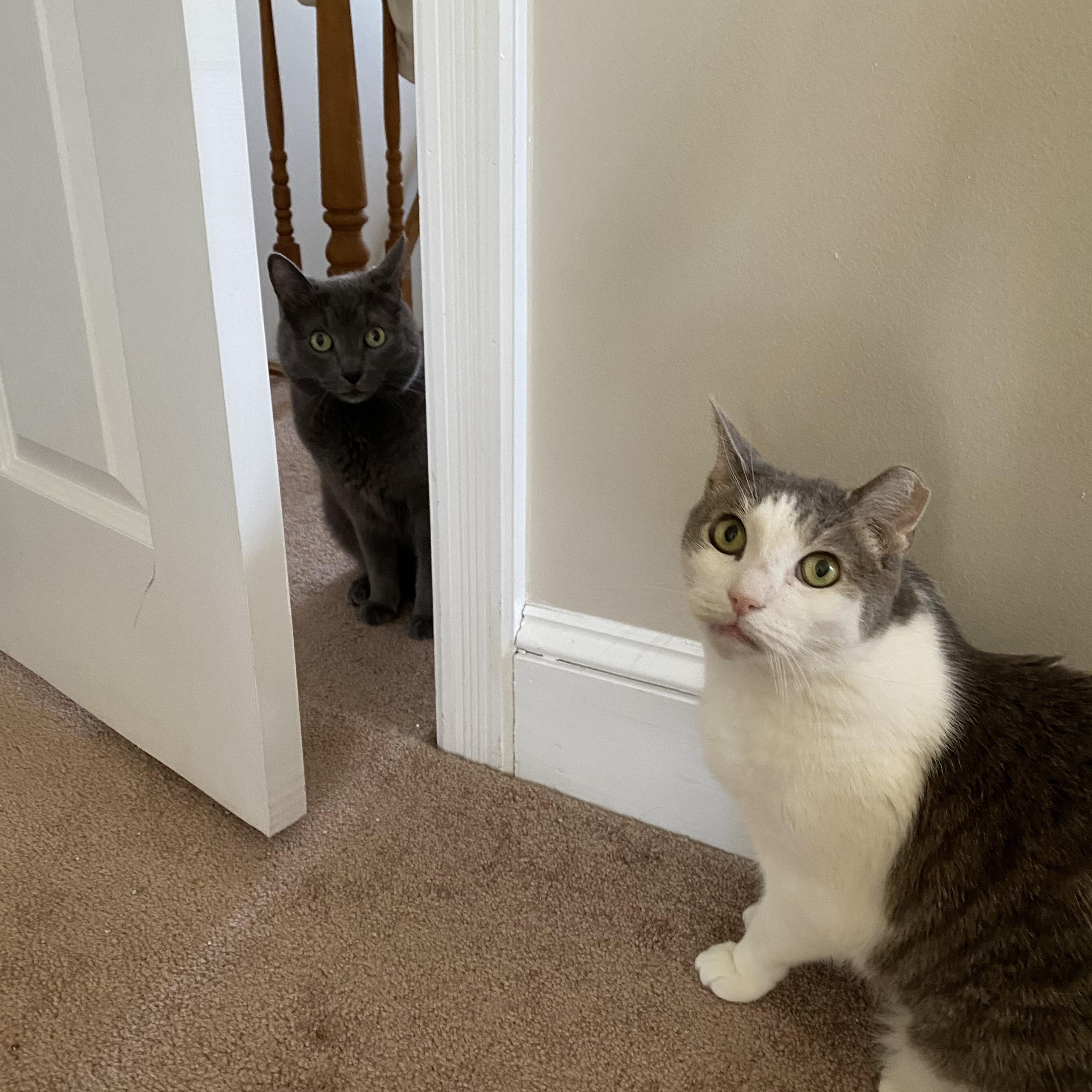 Percy, a Adoptable Domestic Short Hair in Philadelphia, PA image 5/5