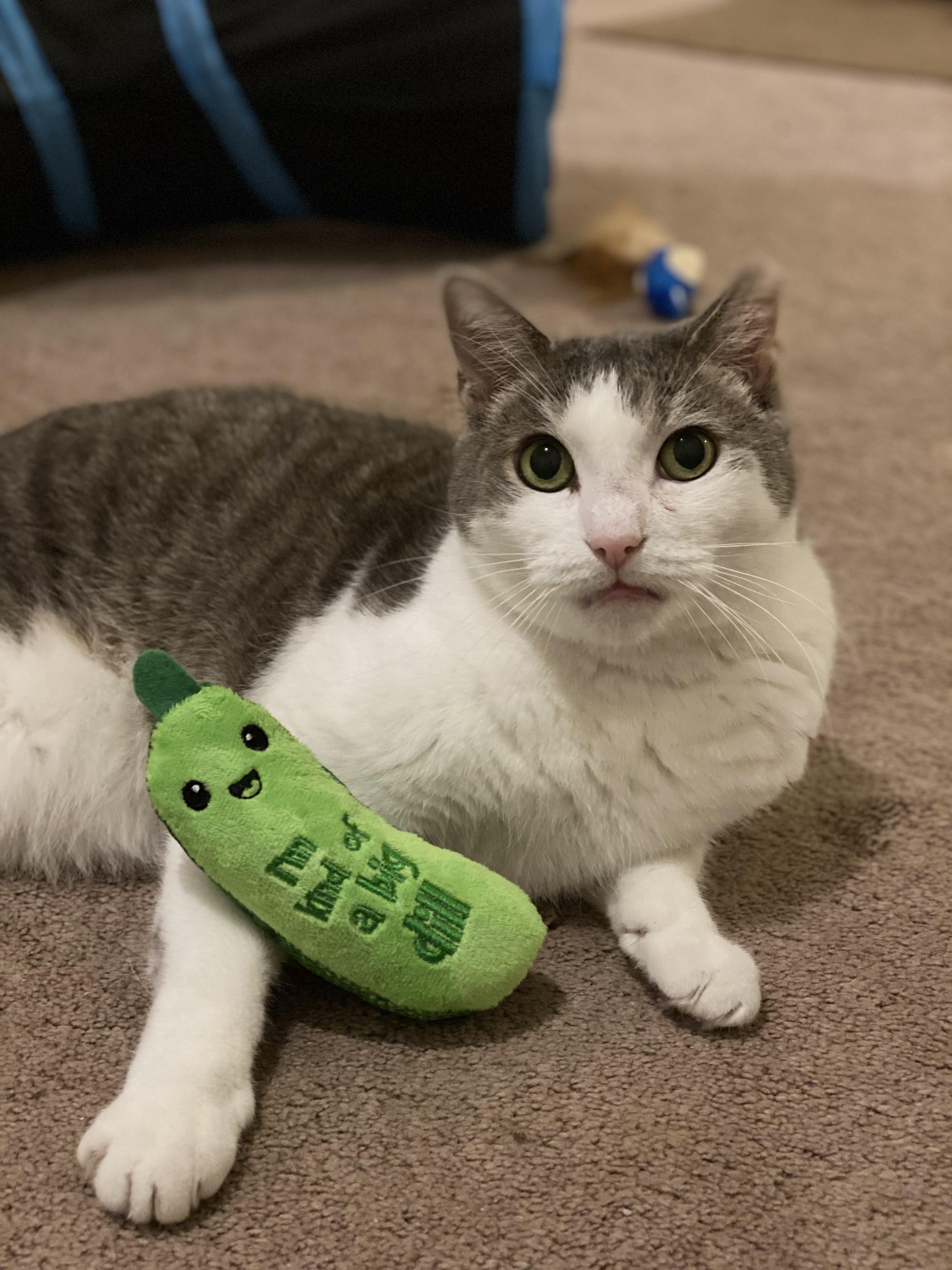 Percy, a Adoptable Domestic Short Hair in Philadelphia, PA image 1/5