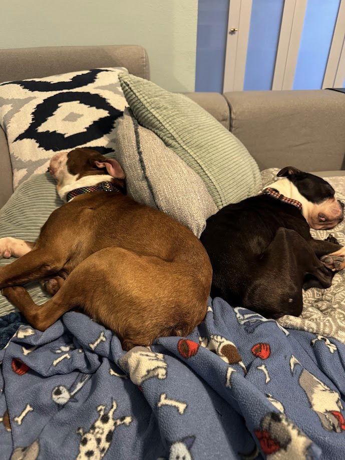 Enlarge Buddy & Obi, a Adoptable Boston Terrier in Huntington Beach, CA image 1/3