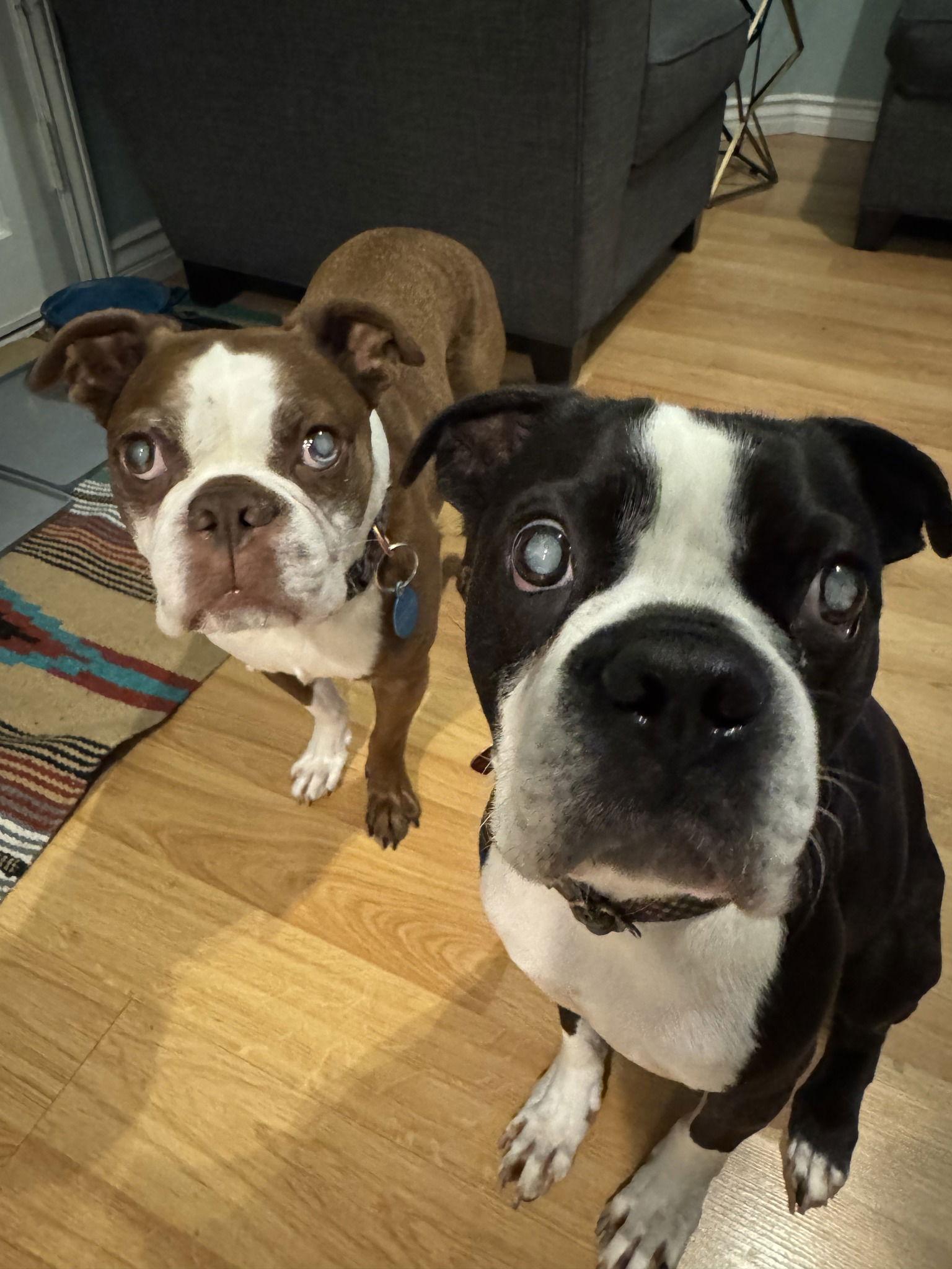 Enlarge Buddy & Obi, a Adoptable Boston Terrier in Huntington Beach, CA image 2/3
