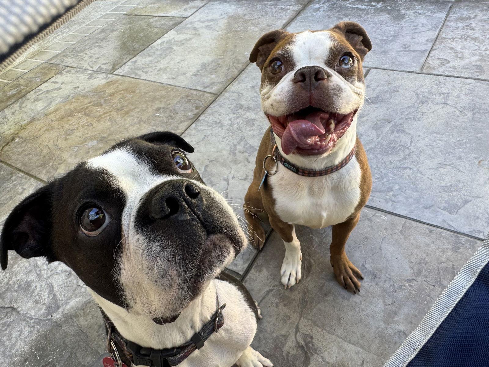 Enlarge Buddy & Obi, a Adoptable Boston Terrier in Huntington Beach, CA image 3/3