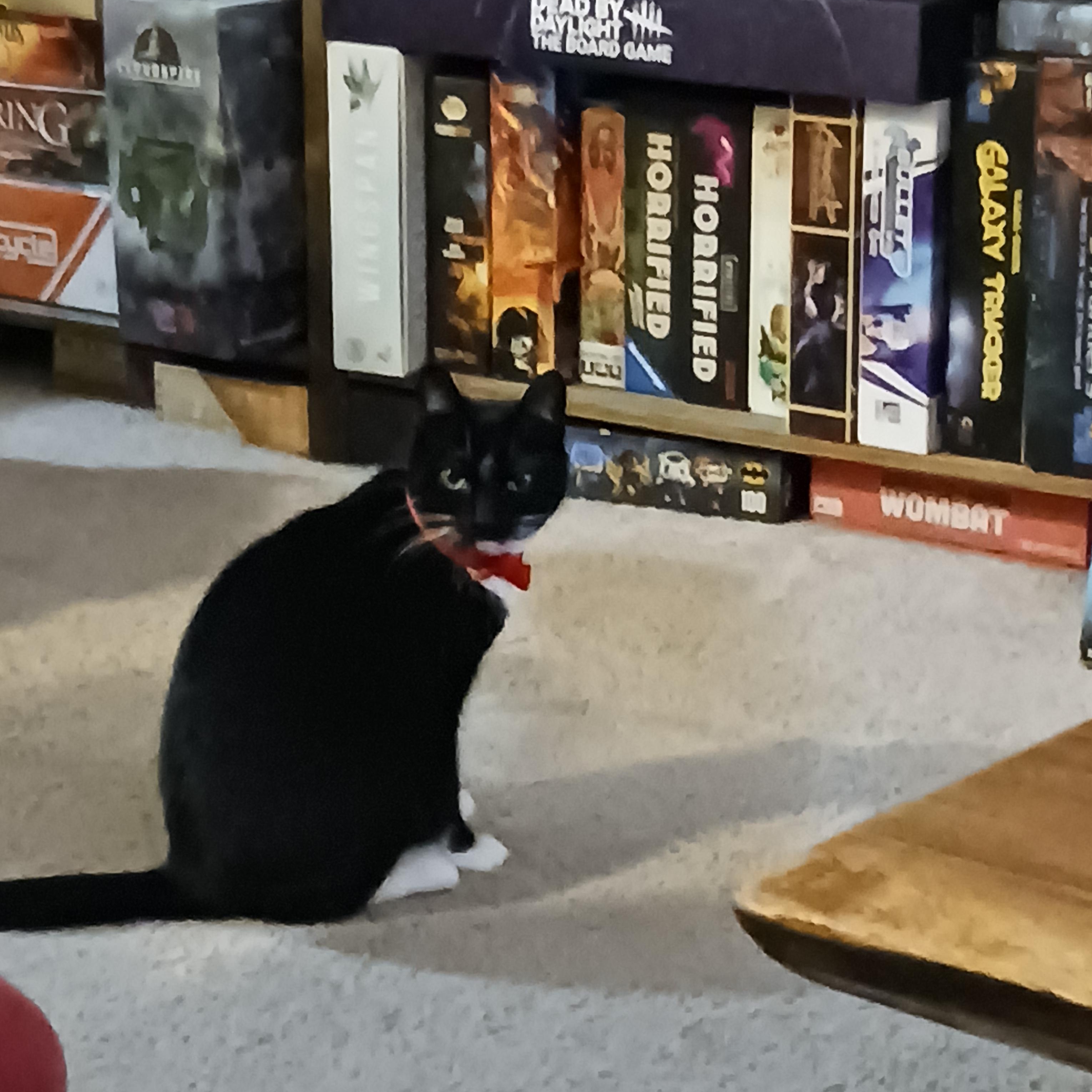 Melody, Adoptable, Adult Female Domestic Short Hair & Tuxedo.