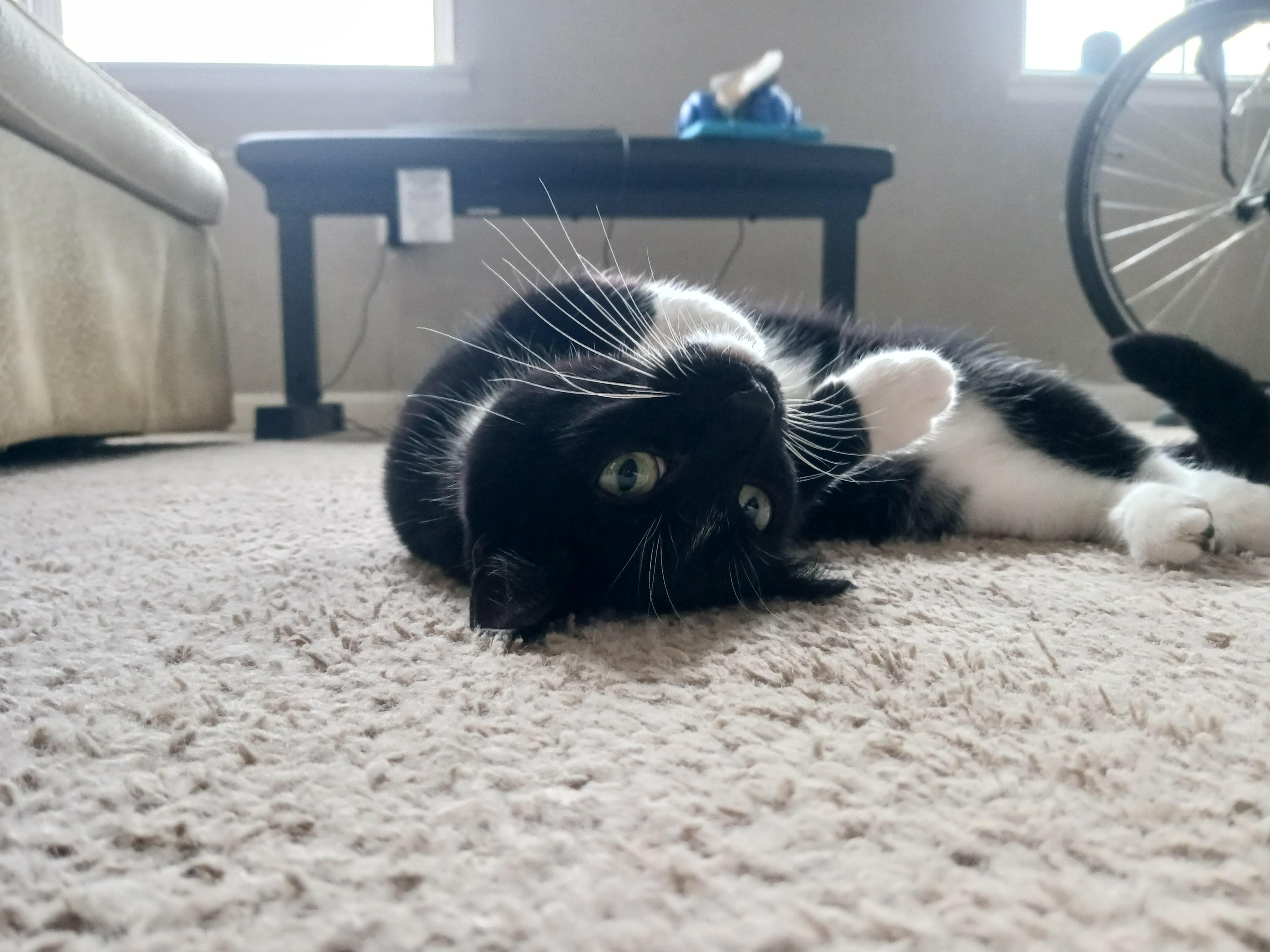 Melody, a Adoptable mixed breed in Columbus , OH image 2/6