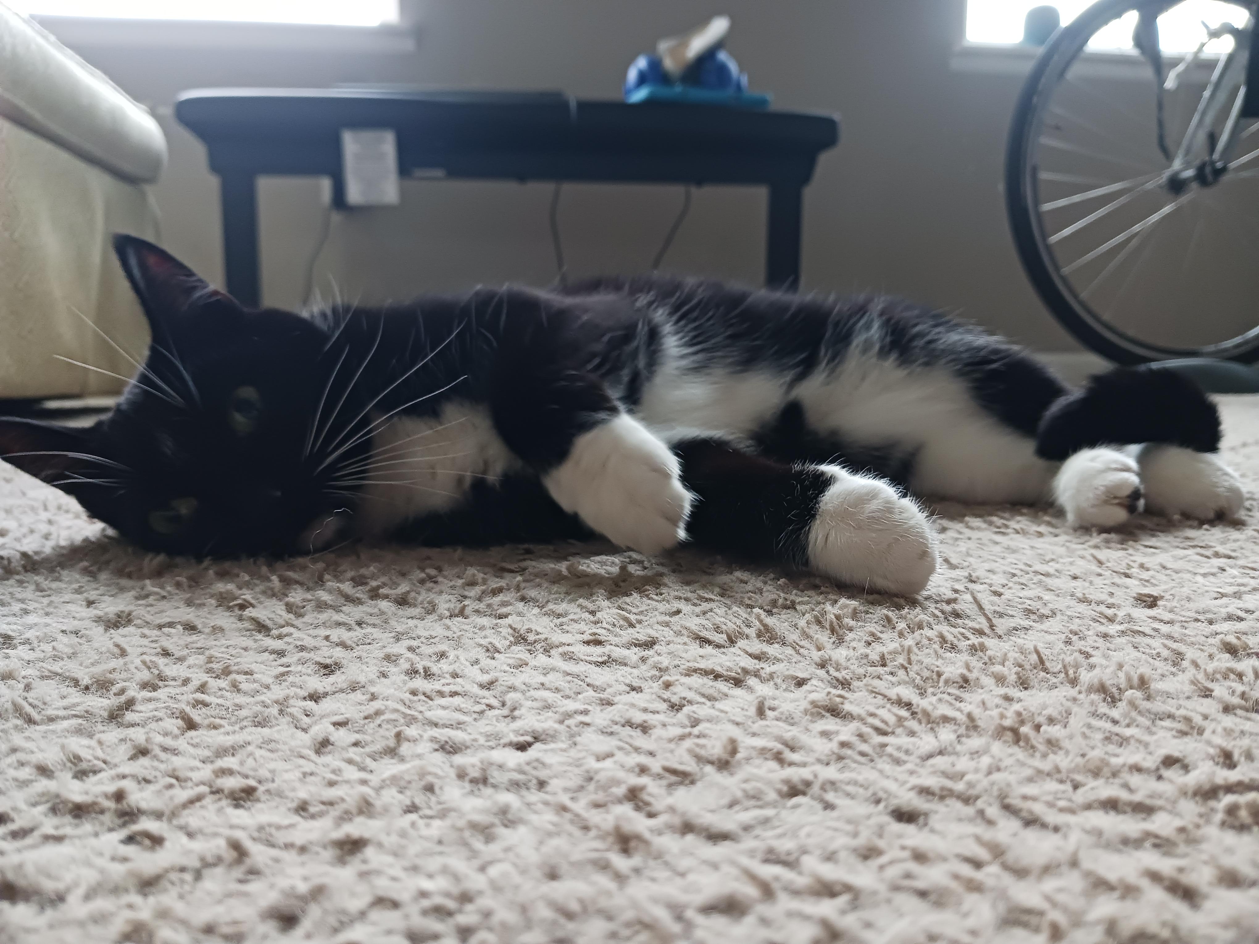 Melody, a Adoptable mixed breed in Columbus , OH image 3/6