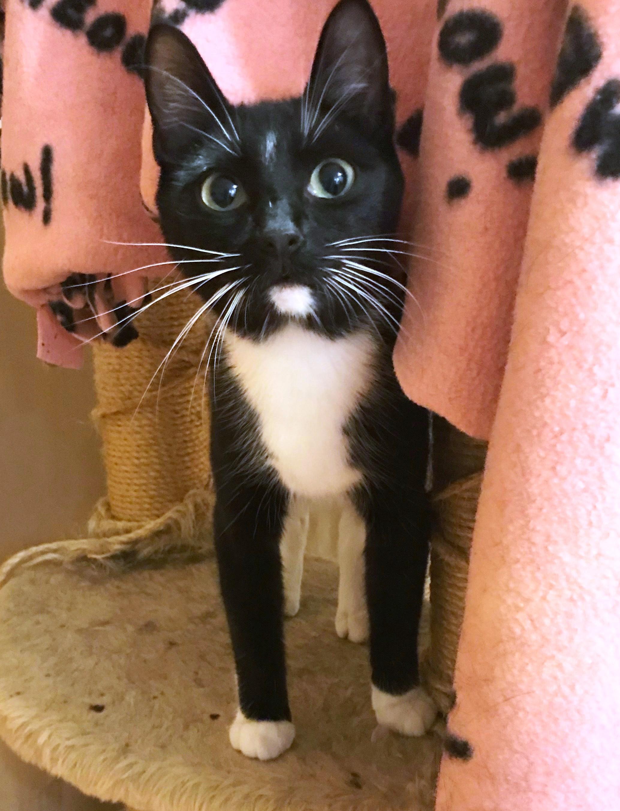 Melody, Adoptable, Adult Female Domestic Short Hair & Tuxedo.