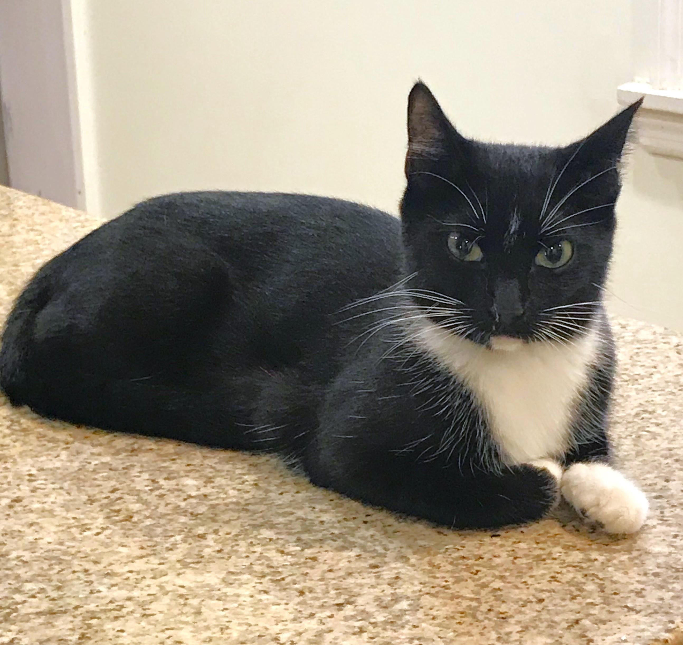 Melody, a Adoptable mixed breed in Columbus , OH image 3/5