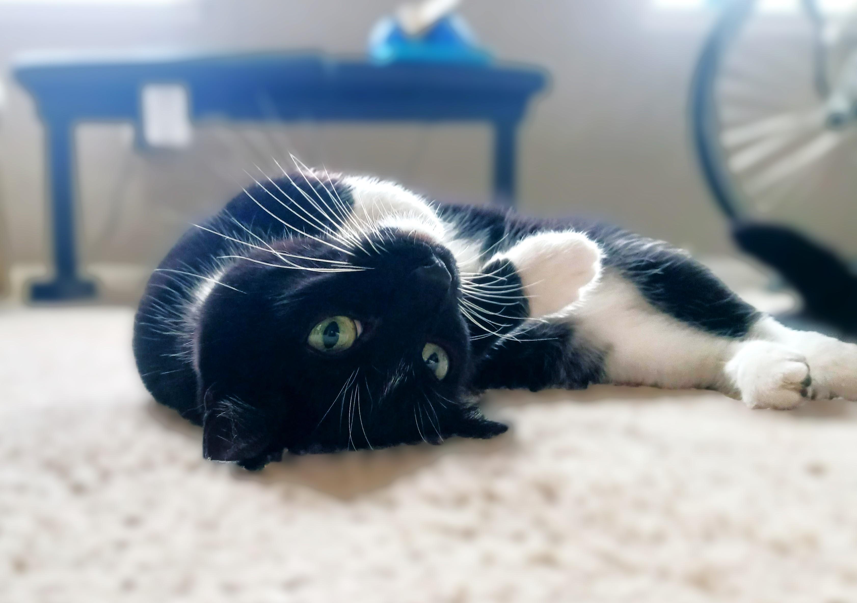 Melody, a Adoptable mixed breed in Columbus , OH image 2/5