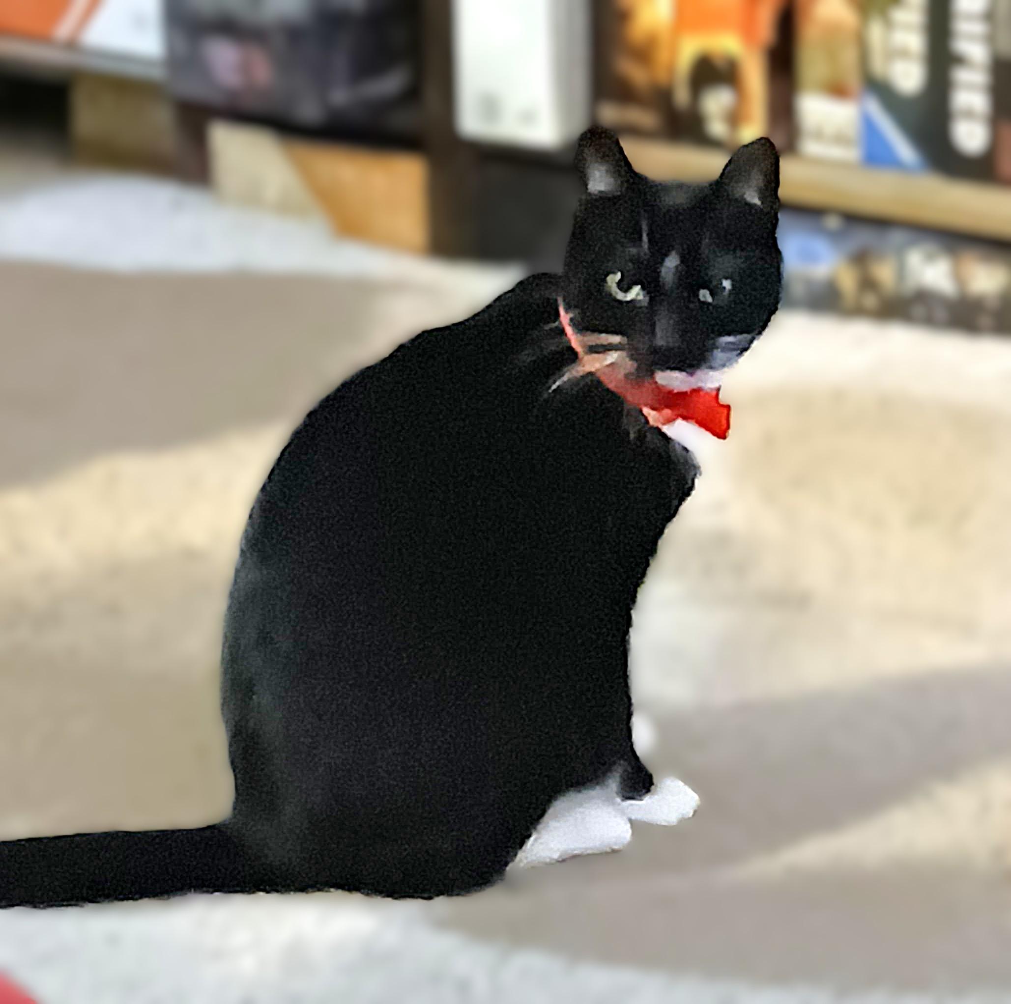 Melody, a Adoptable mixed breed in Columbus , OH image 4/5