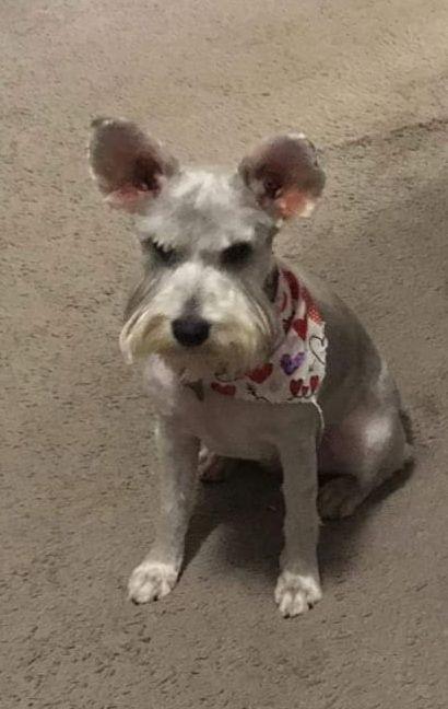 Enlarge Cee Cee, a Adopted Schnauzer in Hillside, IL image 1/1