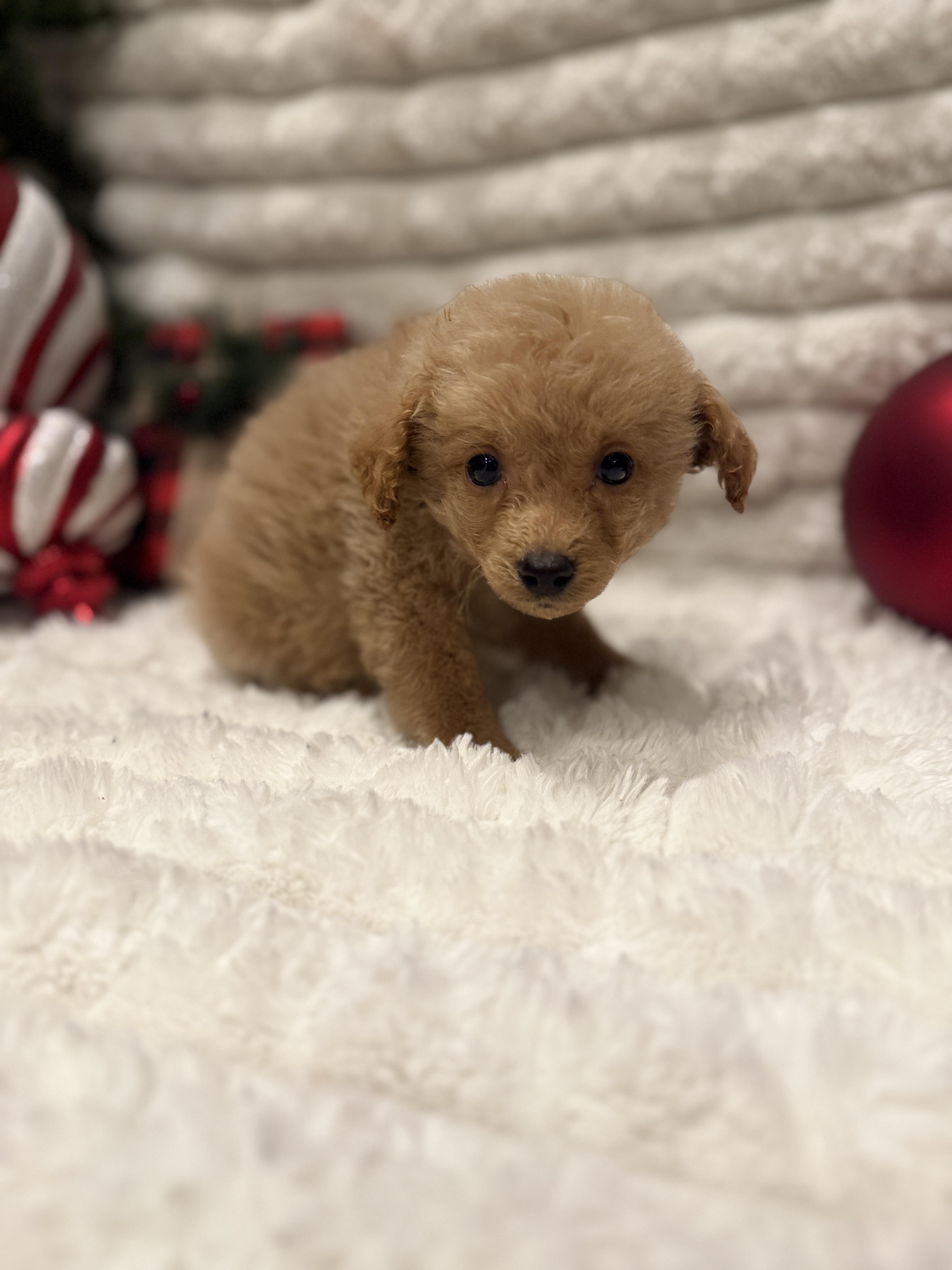 Dasher, an adoptable Miniature Poodle, Aussiedoodle in Iron Ridge, WI, 53035 | Photo Image 3