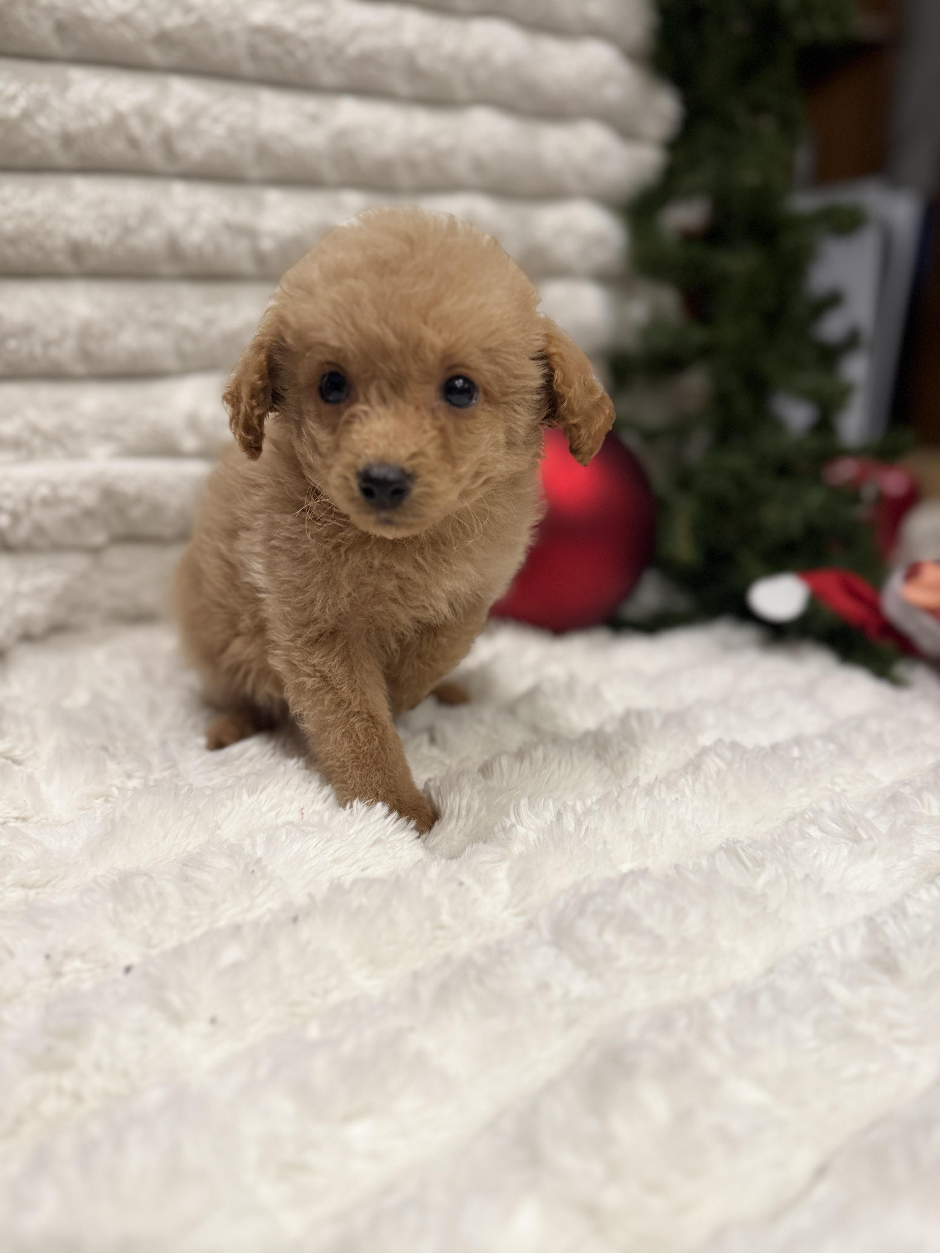 Dasher, an adoptable Miniature Poodle, Aussiedoodle in Iron Ridge, WI, 53035 | Photo Image 4