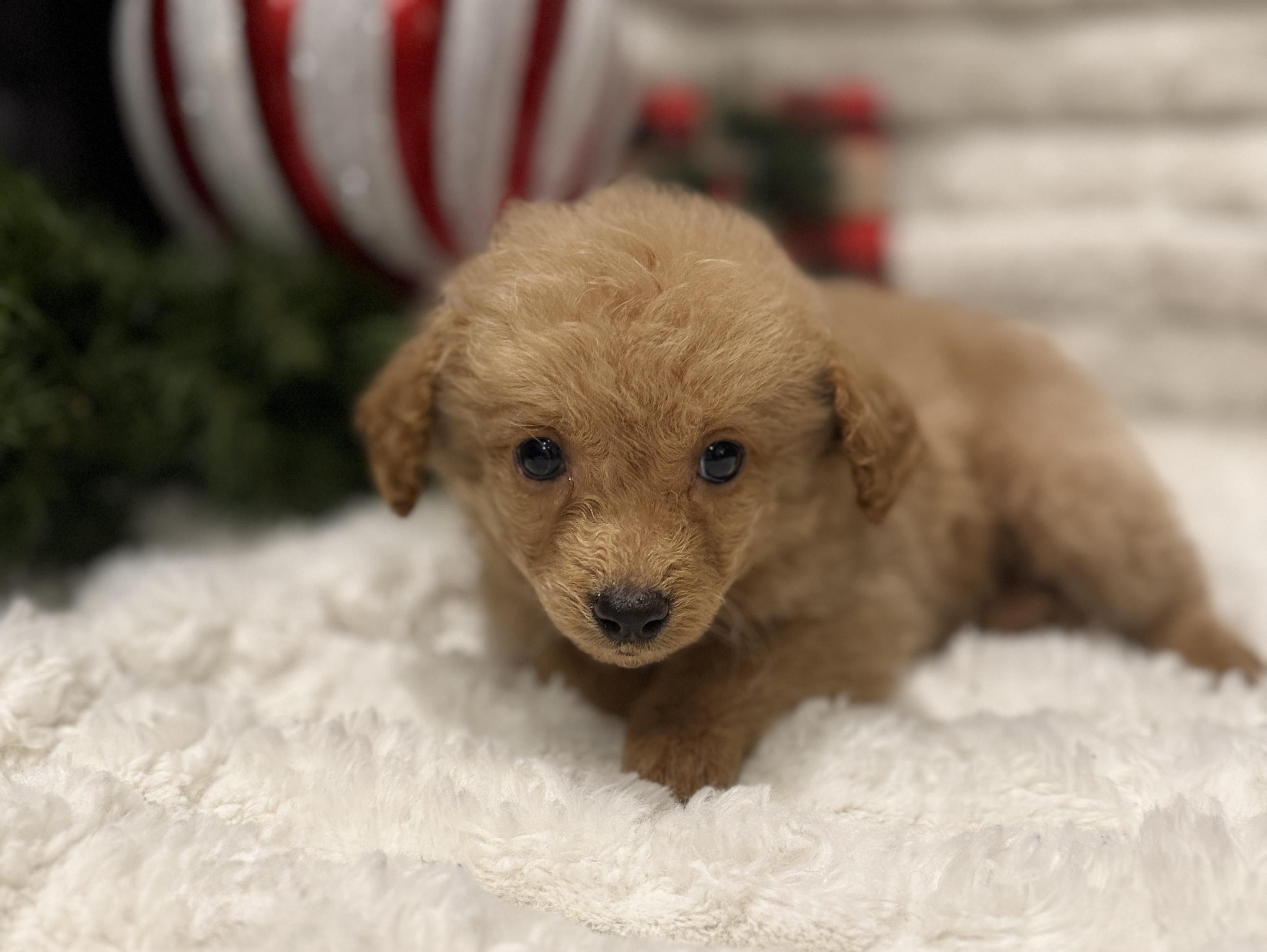 Dasher, an adoptable Miniature Poodle, Aussiedoodle in Iron Ridge, WI, 53035 | Photo Image 1