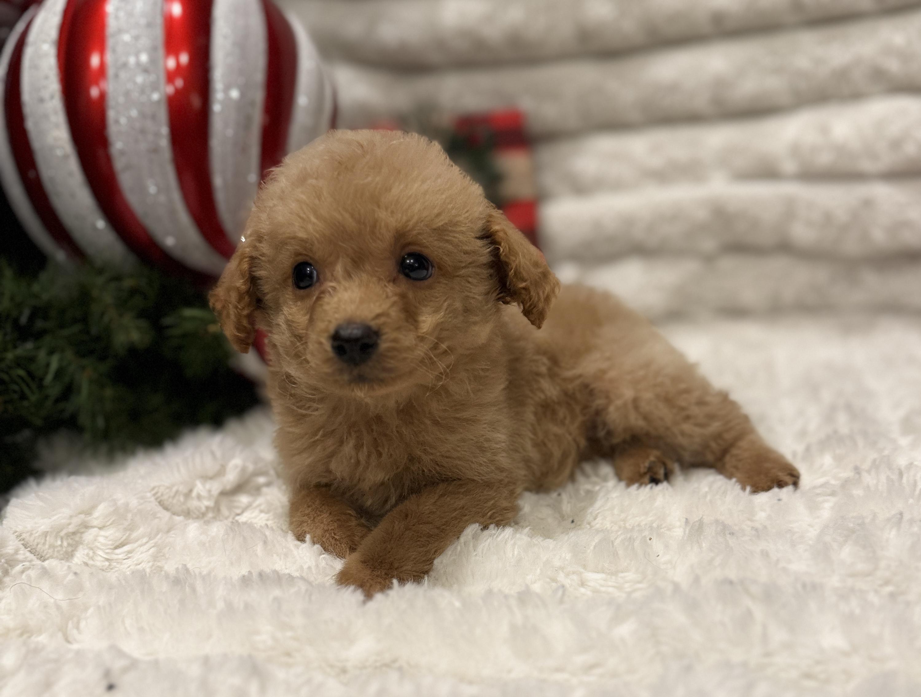 Dasher, an adoptable Miniature Poodle, Aussiedoodle in Iron Ridge, WI, 53035 | Photo Image 2