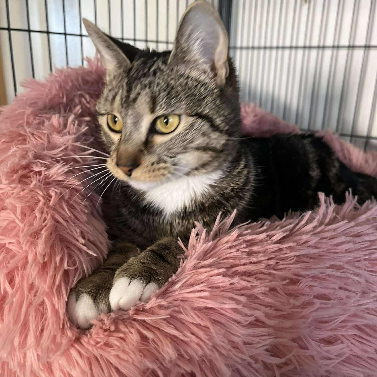 Enlarge Rori, an adopted Tabby in Huntington, NY image 1/1