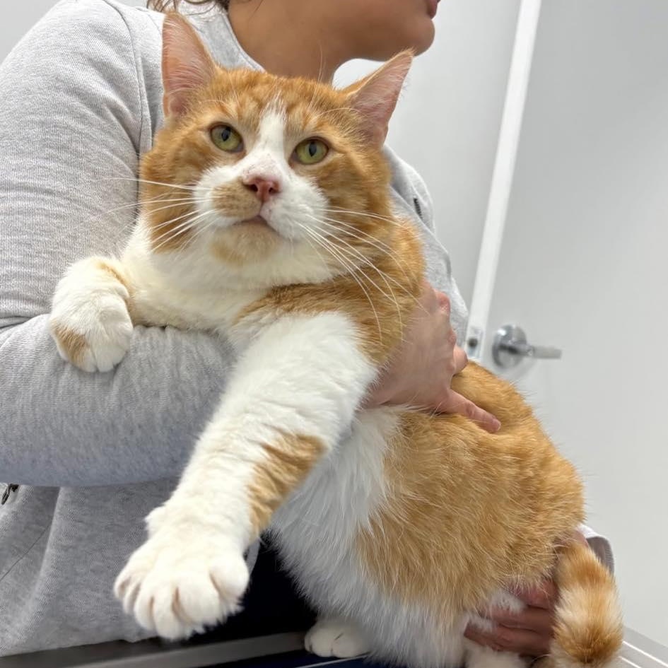 Enlarge TONKA, a Adoptable Domestic Short Hair in Tillsonburg, ON image 1/4