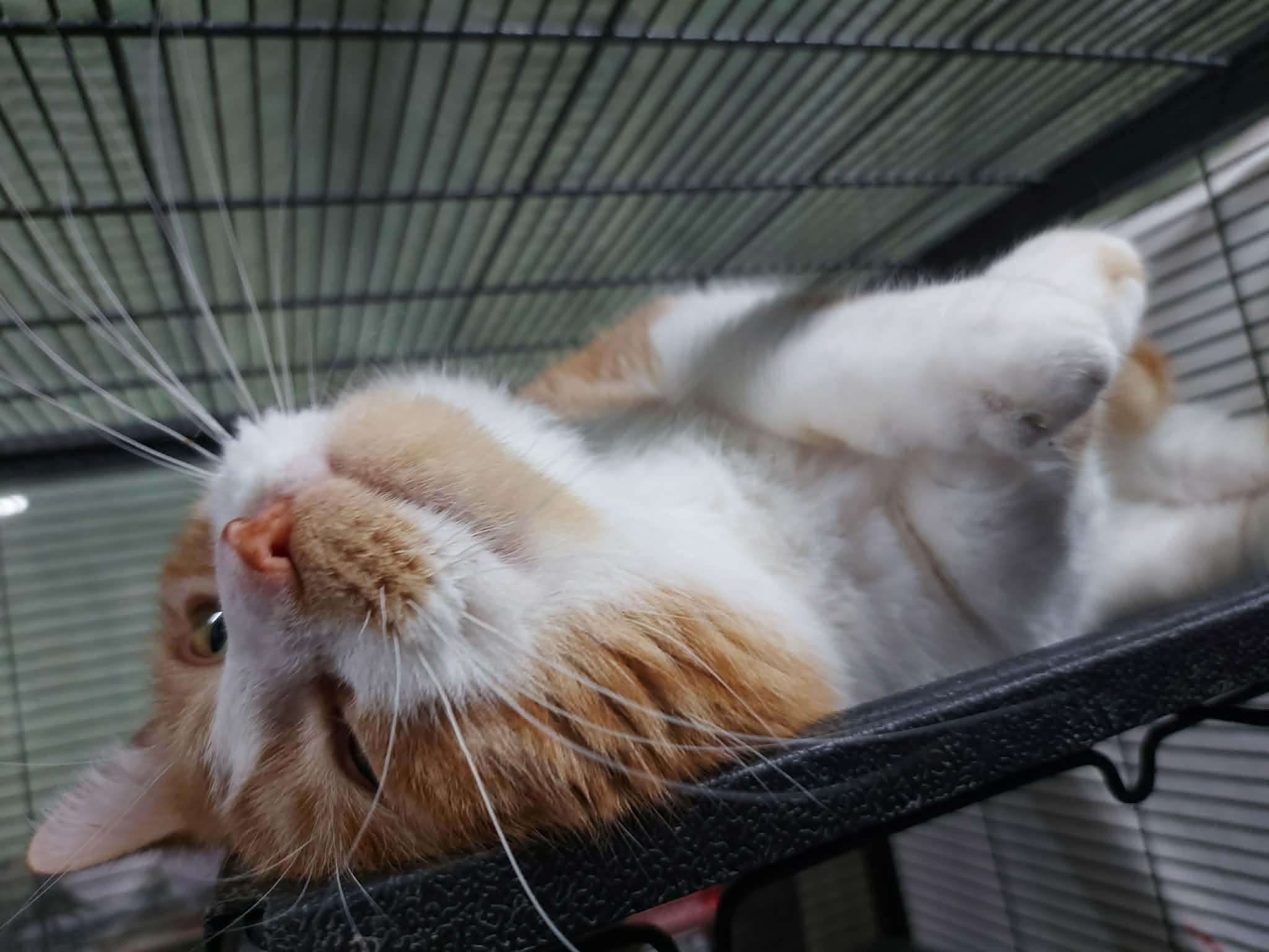 Enlarge TONKA, a Adoptable Domestic Short Hair in Tillsonburg, ON image 2/4