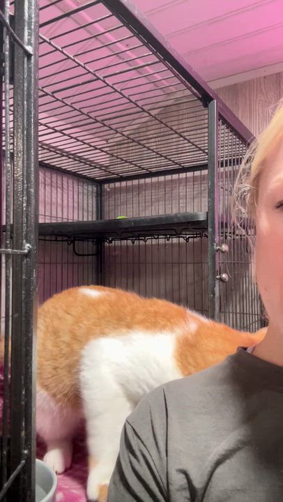 Enlarge TONKA, a Adoptable Domestic Short Hair in Tillsonburg, ON video 4/4