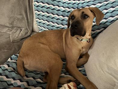 Roman — thumbnail 5