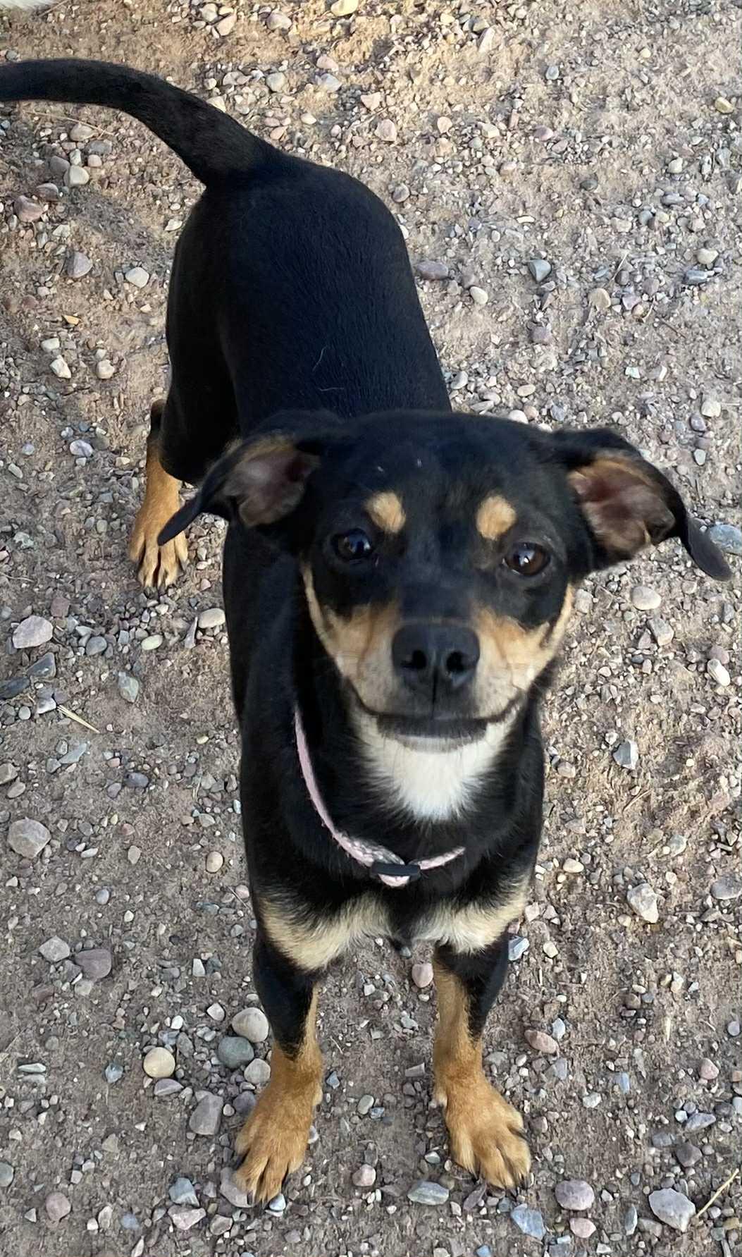 Sassy, an adoptable Chihuahua in Polson, MT, 59860 | Photo Image 2