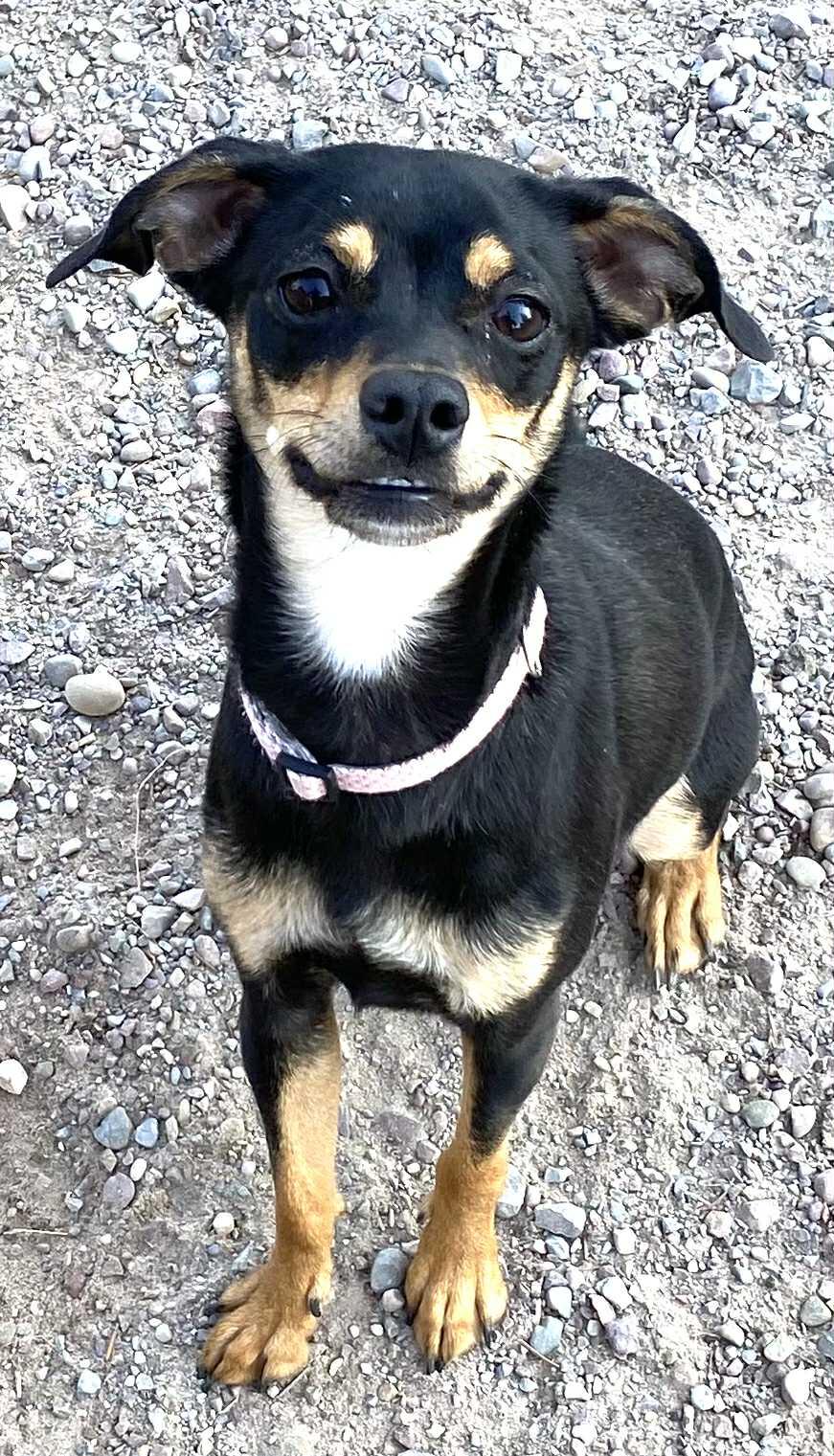 Sassy, an adoptable Chihuahua in Polson, MT, 59860 | Photo Image 1