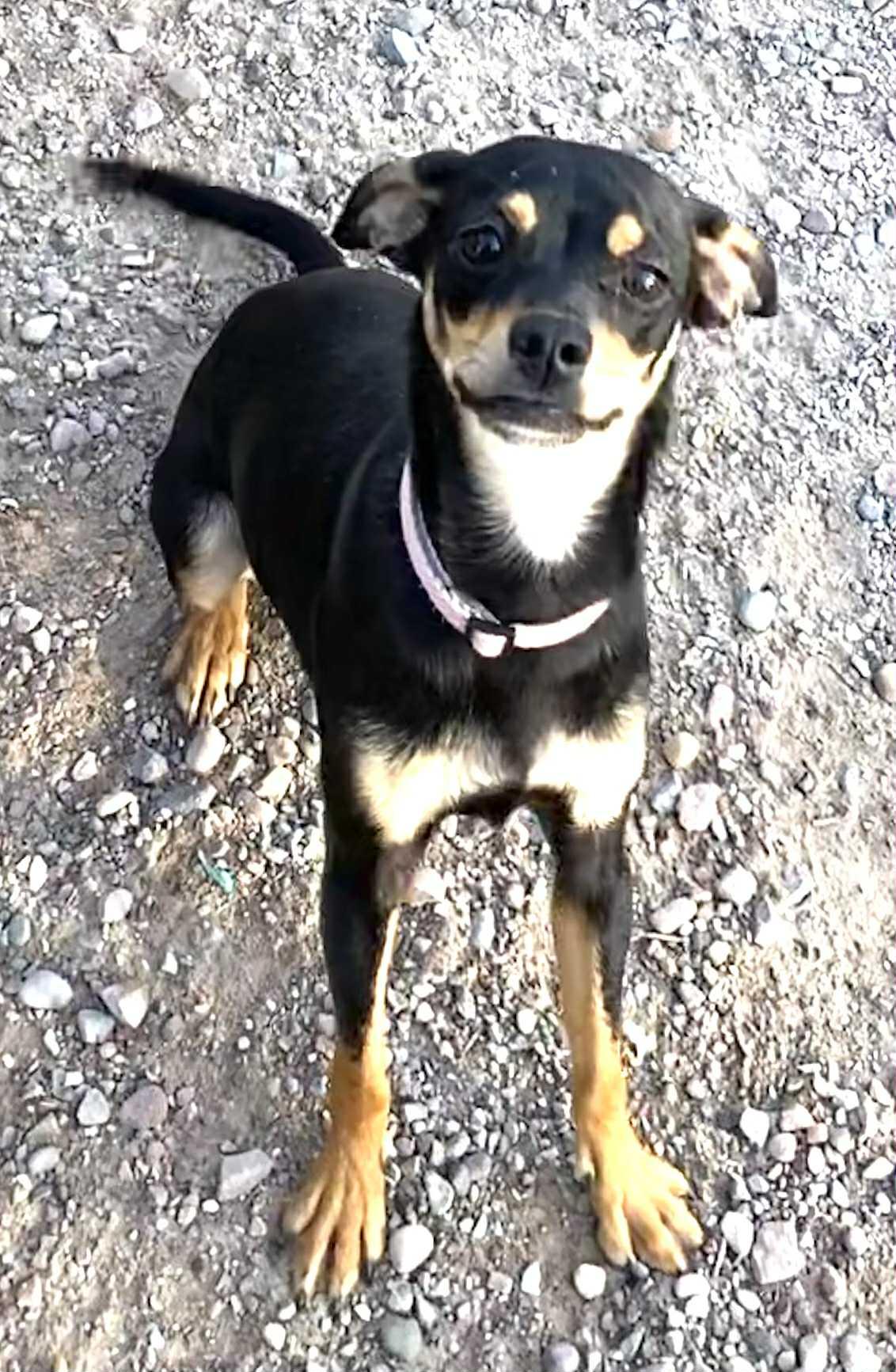 Sassy, an adoptable Chihuahua in Polson, MT, 59860 | Photo Image 3