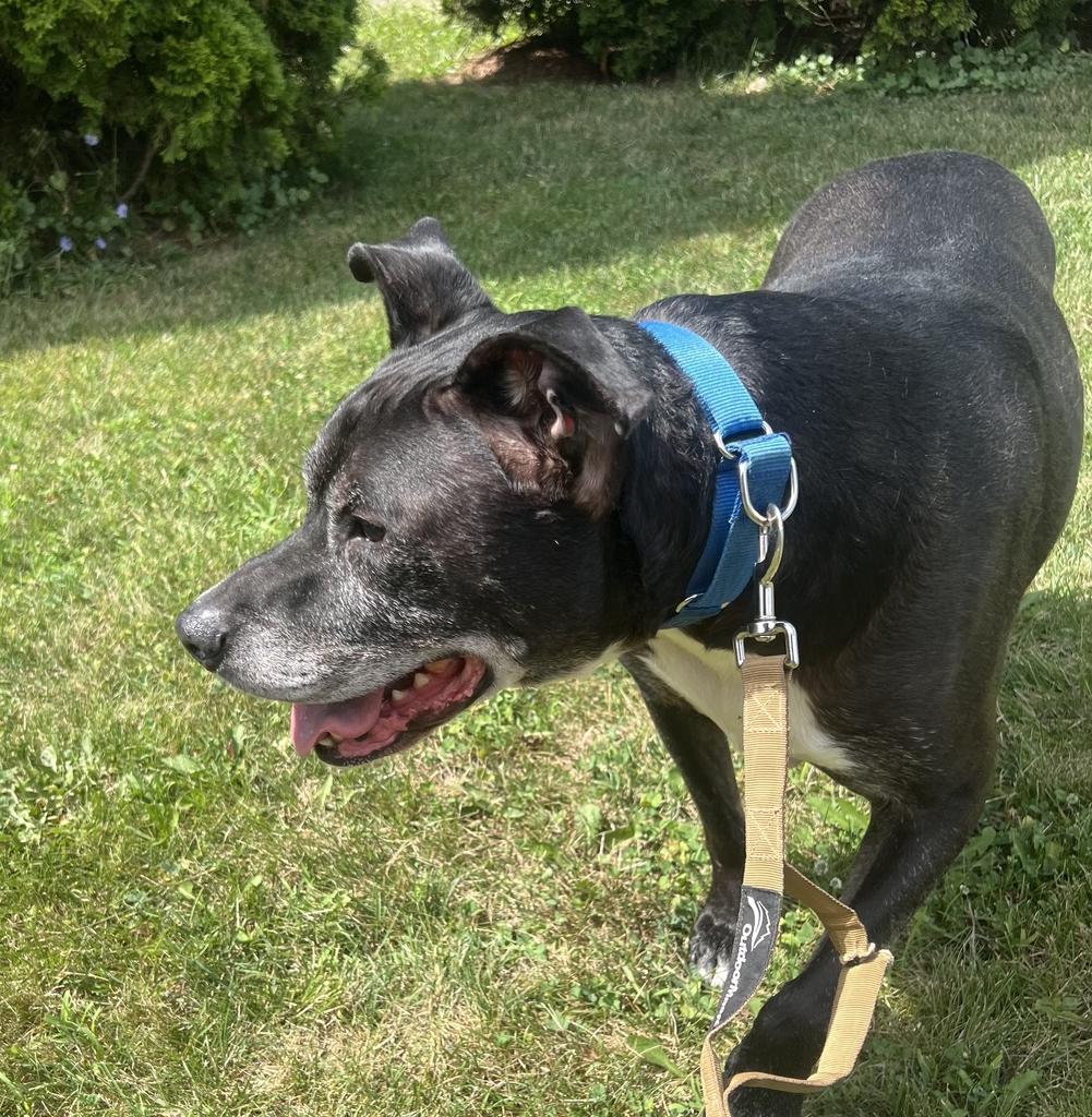 Rex, a ADOPTABLE Mixed Breed in Jackson, MI image 4/4