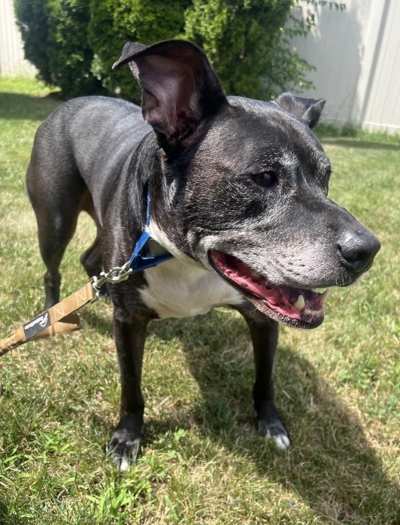 Rex, ADOPTABLE, Senior Male Mixed Breed.