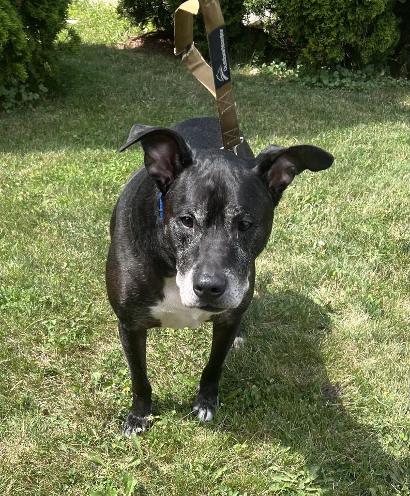 Rex, a ADOPTABLE Mixed Breed in Jackson, MI image 3/4