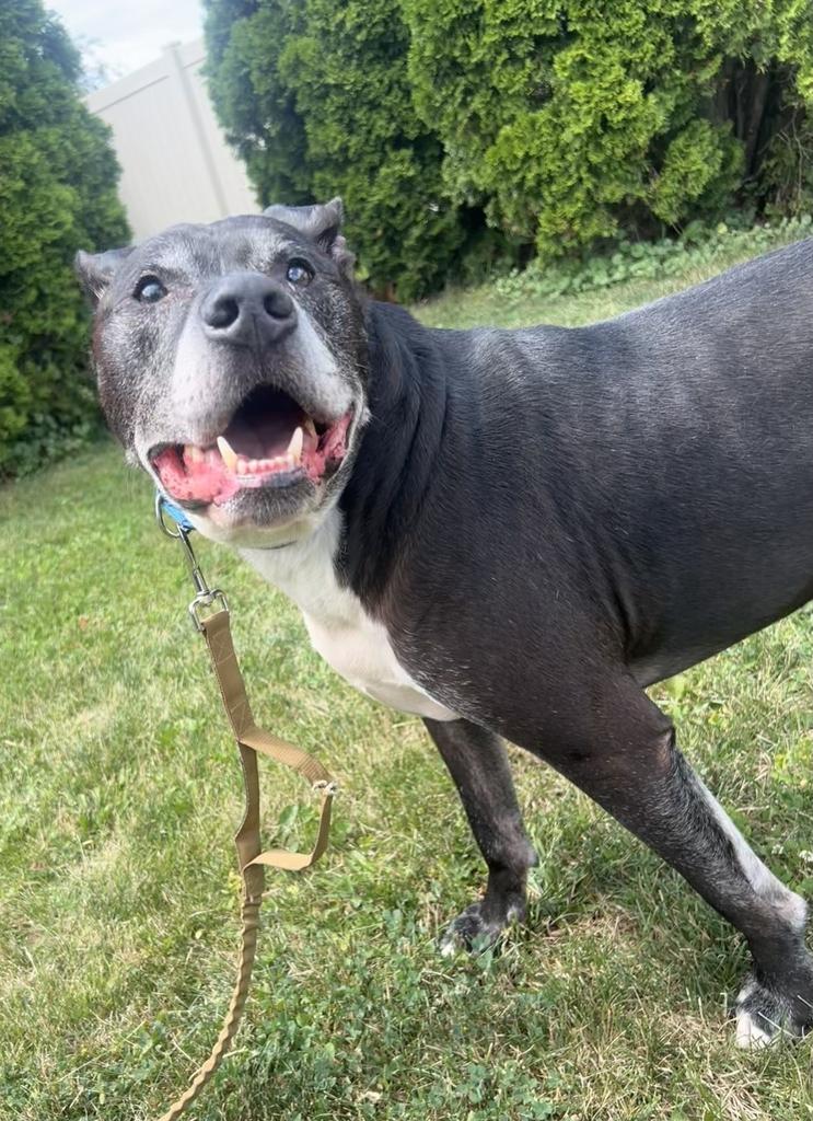 Rex, a ADOPTABLE Mixed Breed in Jackson, MI image 2/4