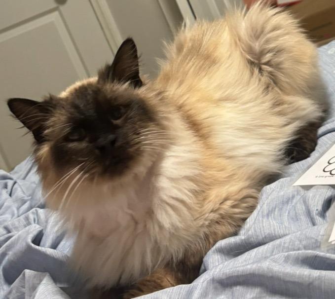 Francis, a Adoptable mixed breed in Manchester, TN image 1/2