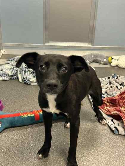 Enlarge Chris, a Adoptable mixed breed in Munster, IN image 1/1