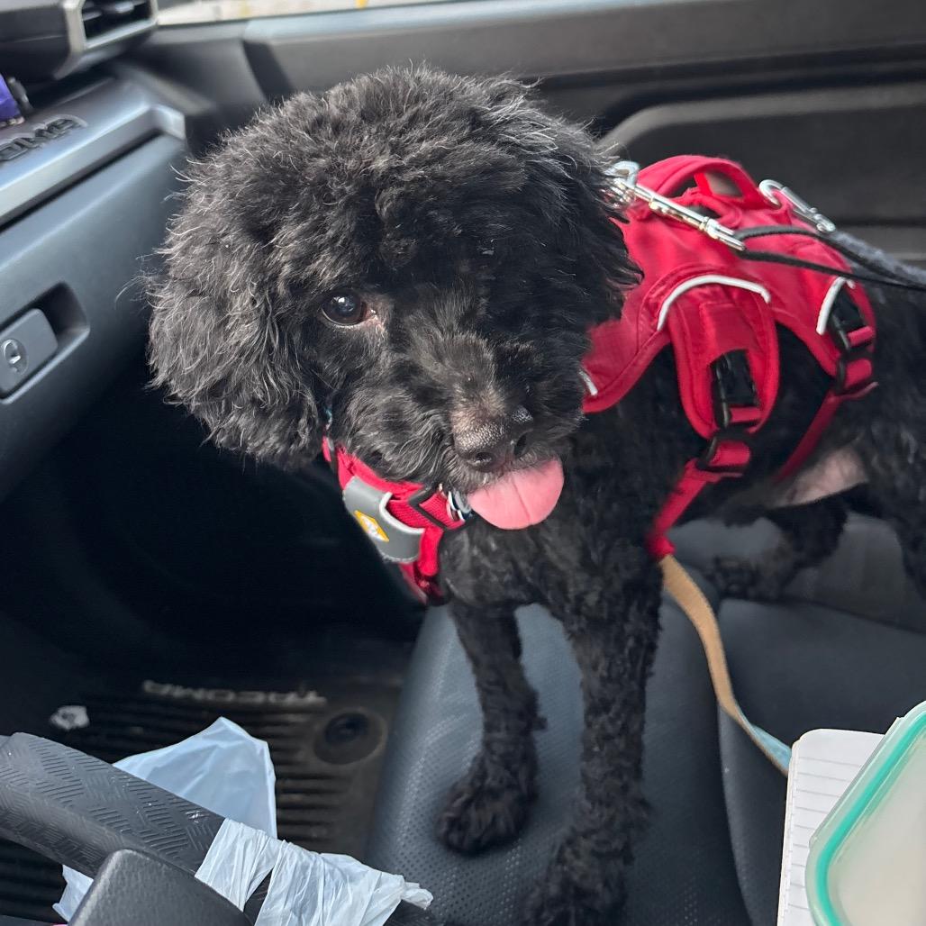 Choco, Adoptable, Senior Male Miniature Poodle.