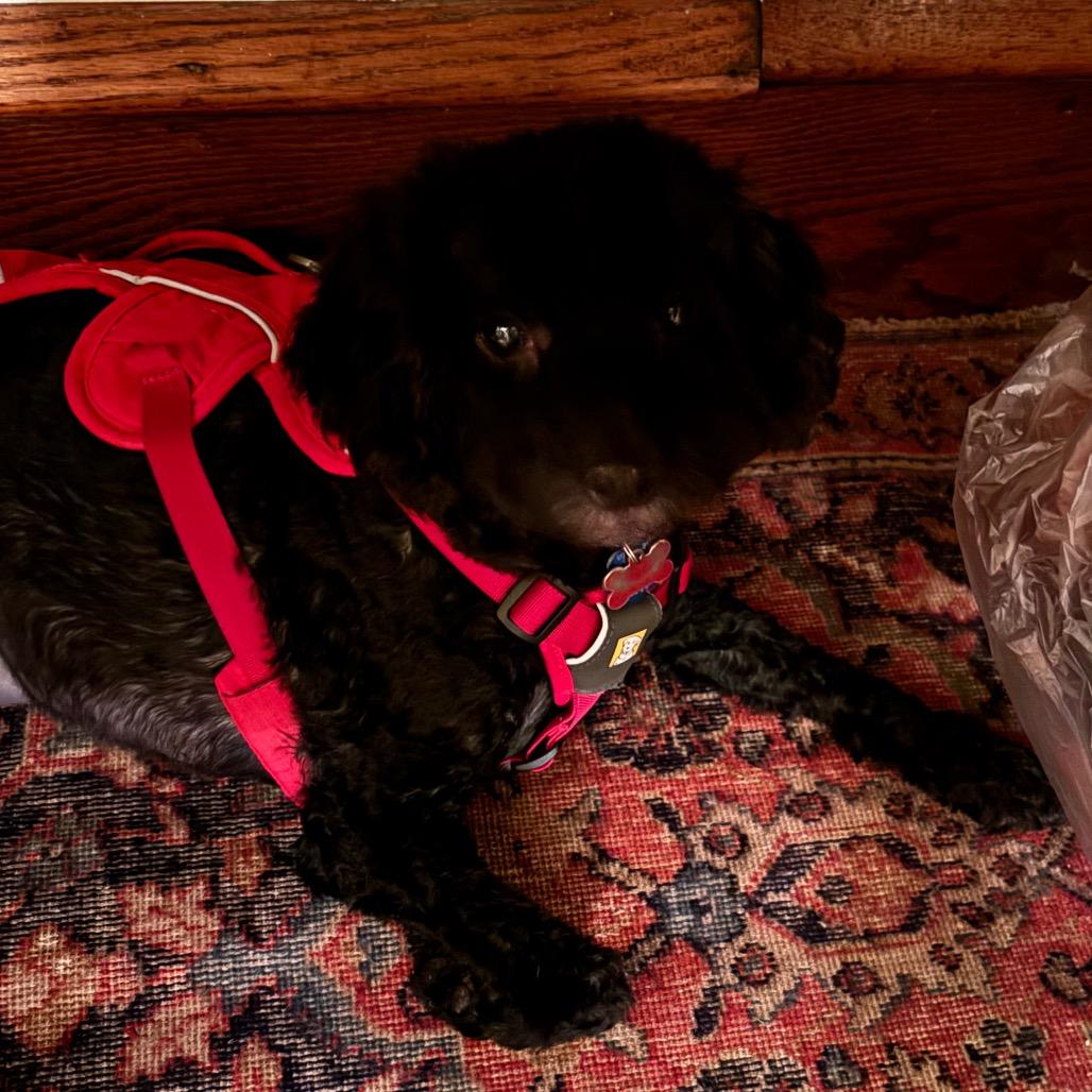 Enlarge Choco, a Adoptable Miniature Poodle in Tunkhannock, PA image 2/5
