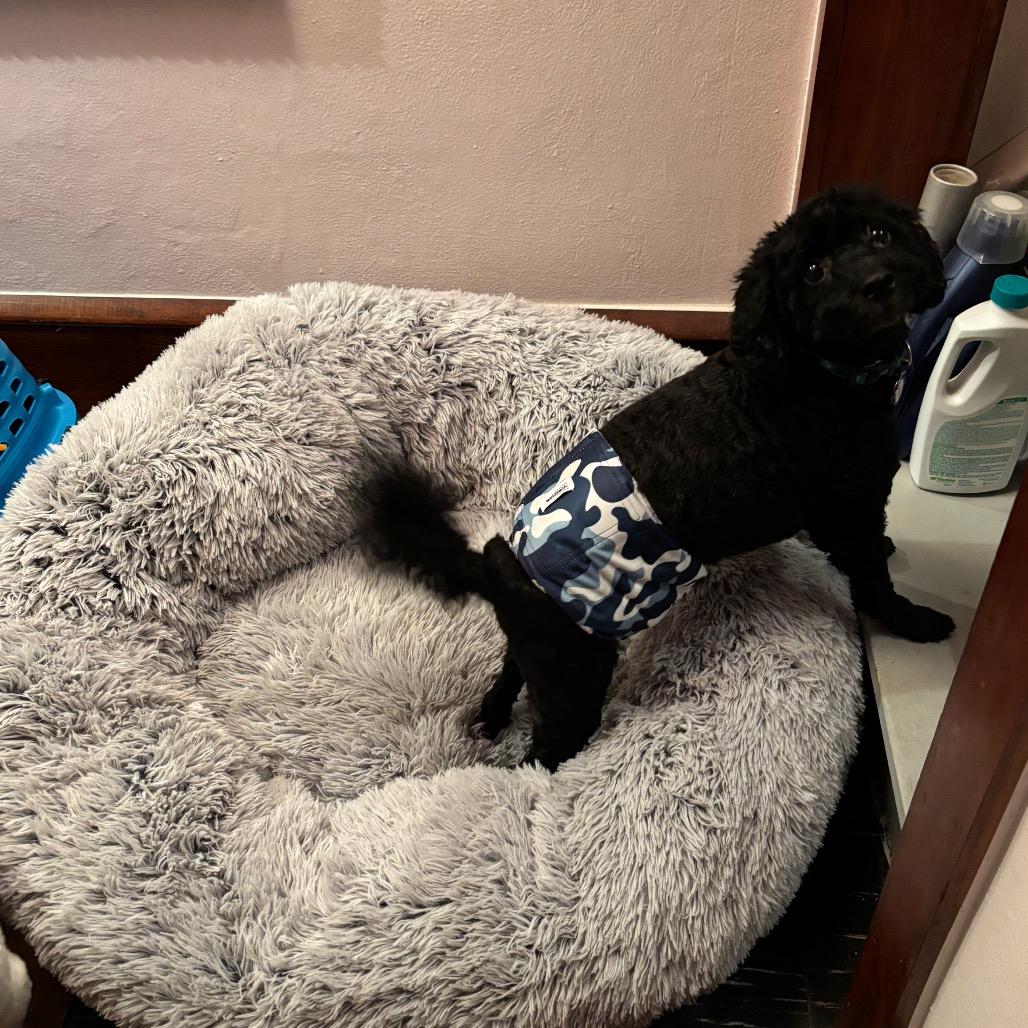 Enlarge Choco, a Adoptable Miniature Poodle in Tunkhannock, PA image 3/5