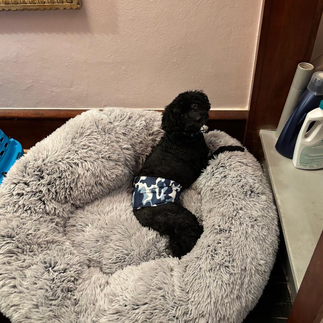 Enlarge Choco, a Adoptable Miniature Poodle in Tunkhannock, PA image 4/5
