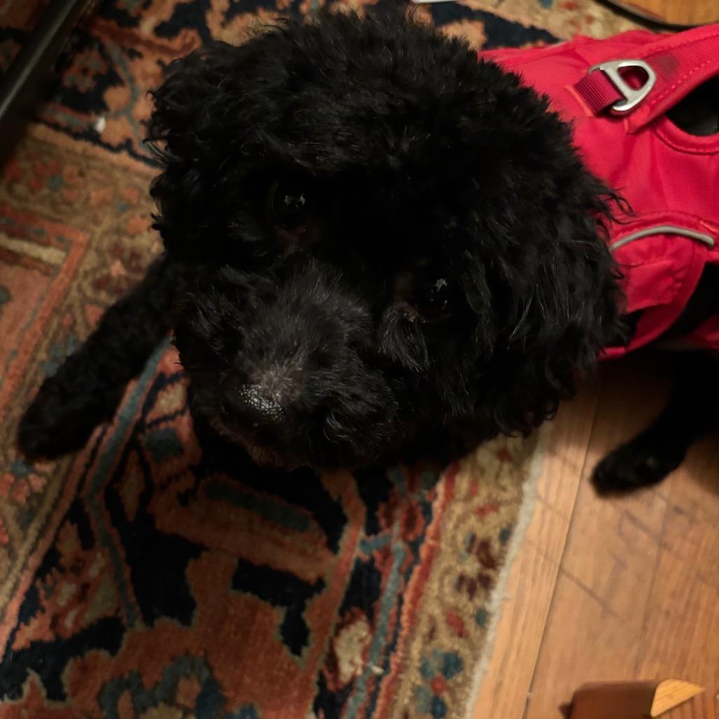 Enlarge Choco, a Adoptable Miniature Poodle in Tunkhannock, PA image 5/5