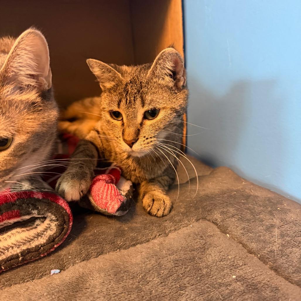 Cannoli, Adoptable, Adult Female Domestic Short Hair.